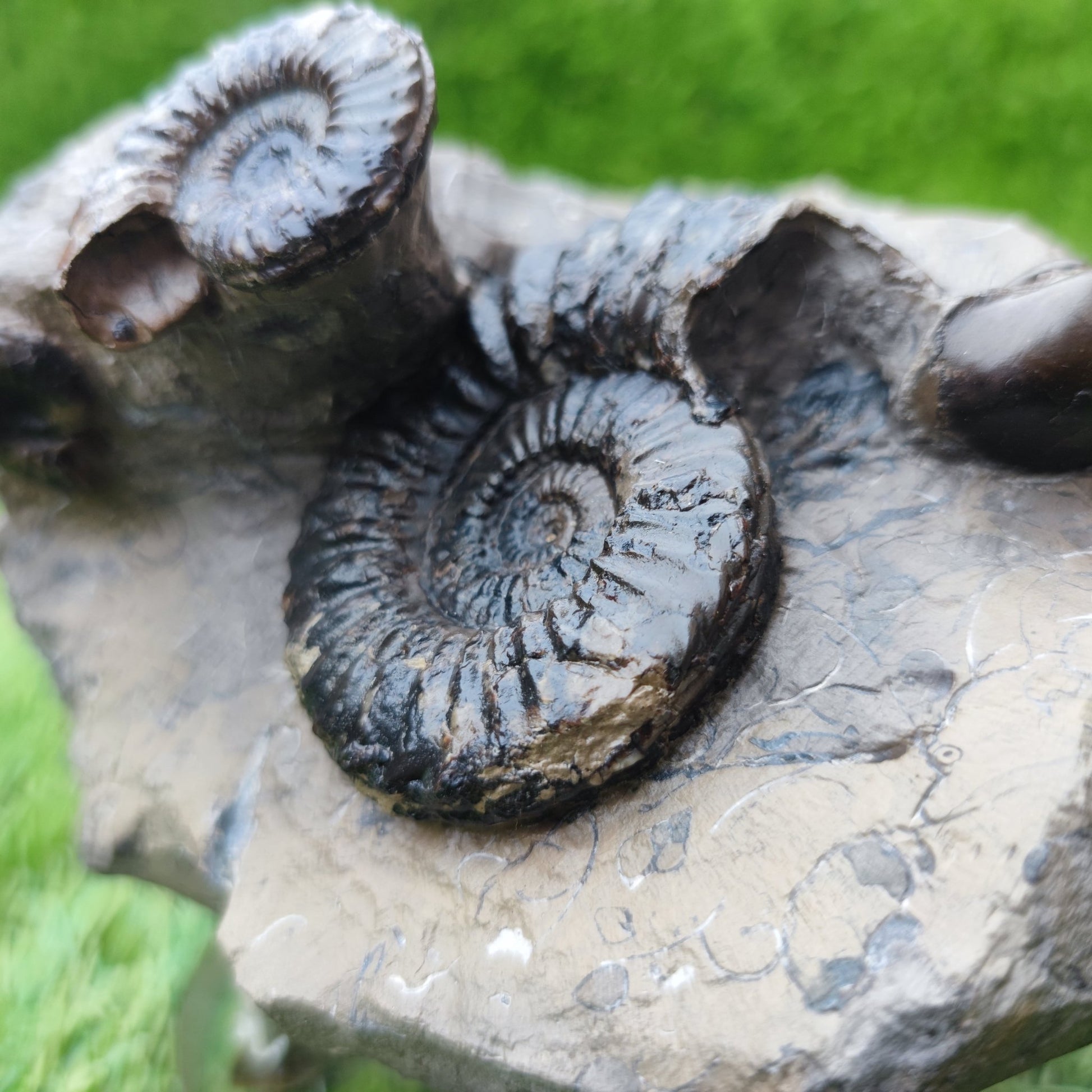 Pleuroceras ammonite multi block North Yorkshire fossils - North Yorkshire Fossils