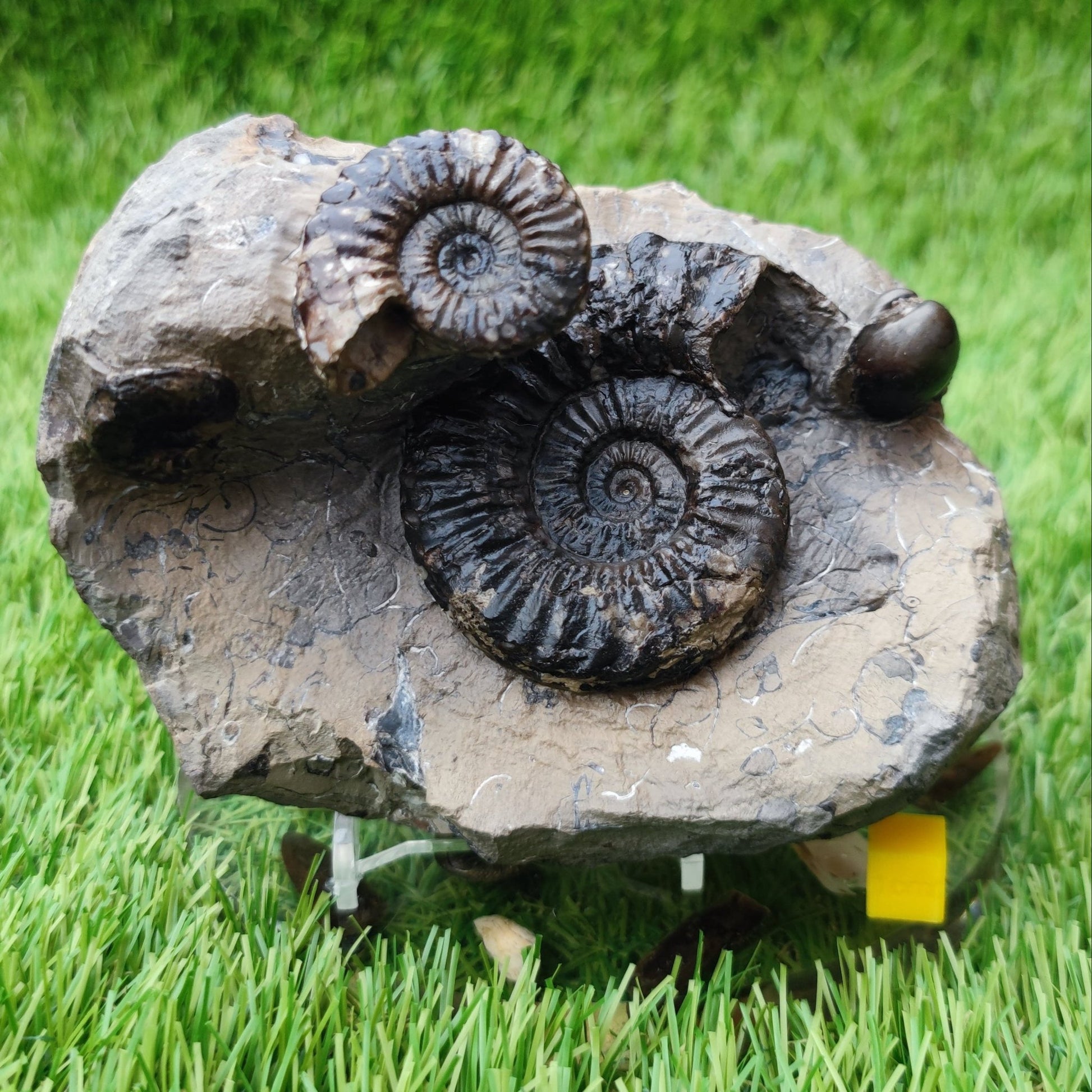 Pleuroceras ammonite multi block North Yorkshire fossils - North Yorkshire Fossils