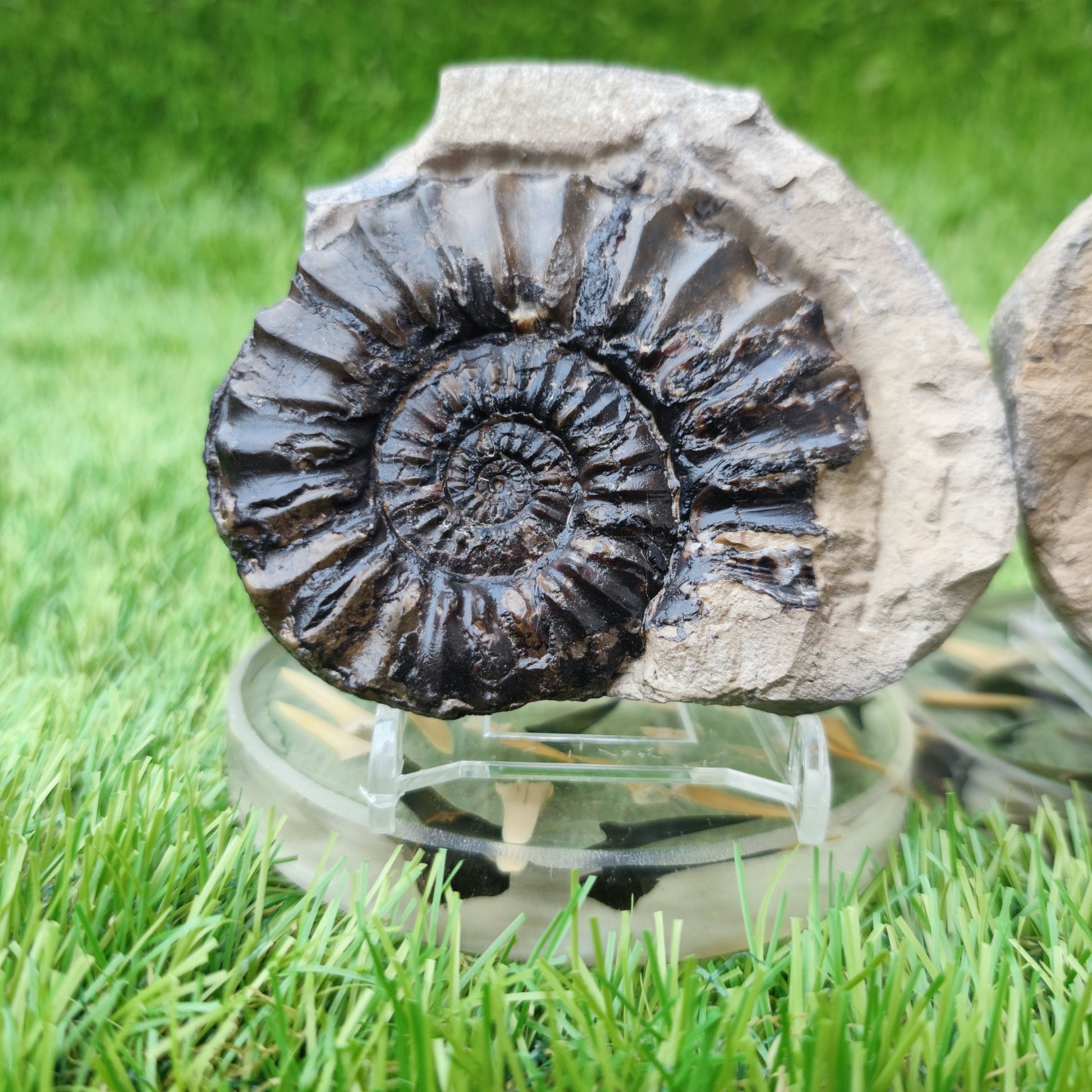 Pleuroceras ammonite split pair North Yorkshire fossils - North Yorkshire Fossils