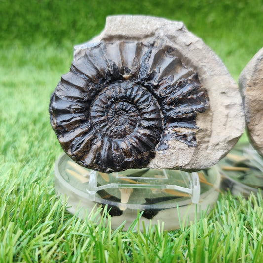Pleuroceras ammonite split pair North Yorkshire fossils - North Yorkshire Fossils
