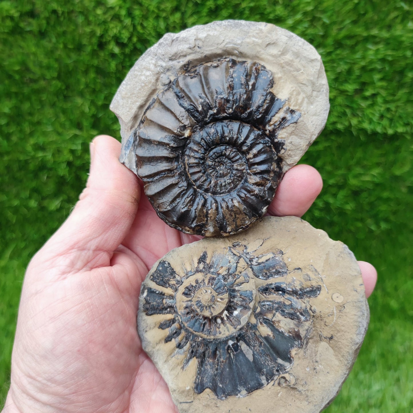 Pleuroceras ammonite split pair North Yorkshire fossils - North Yorkshire Fossils