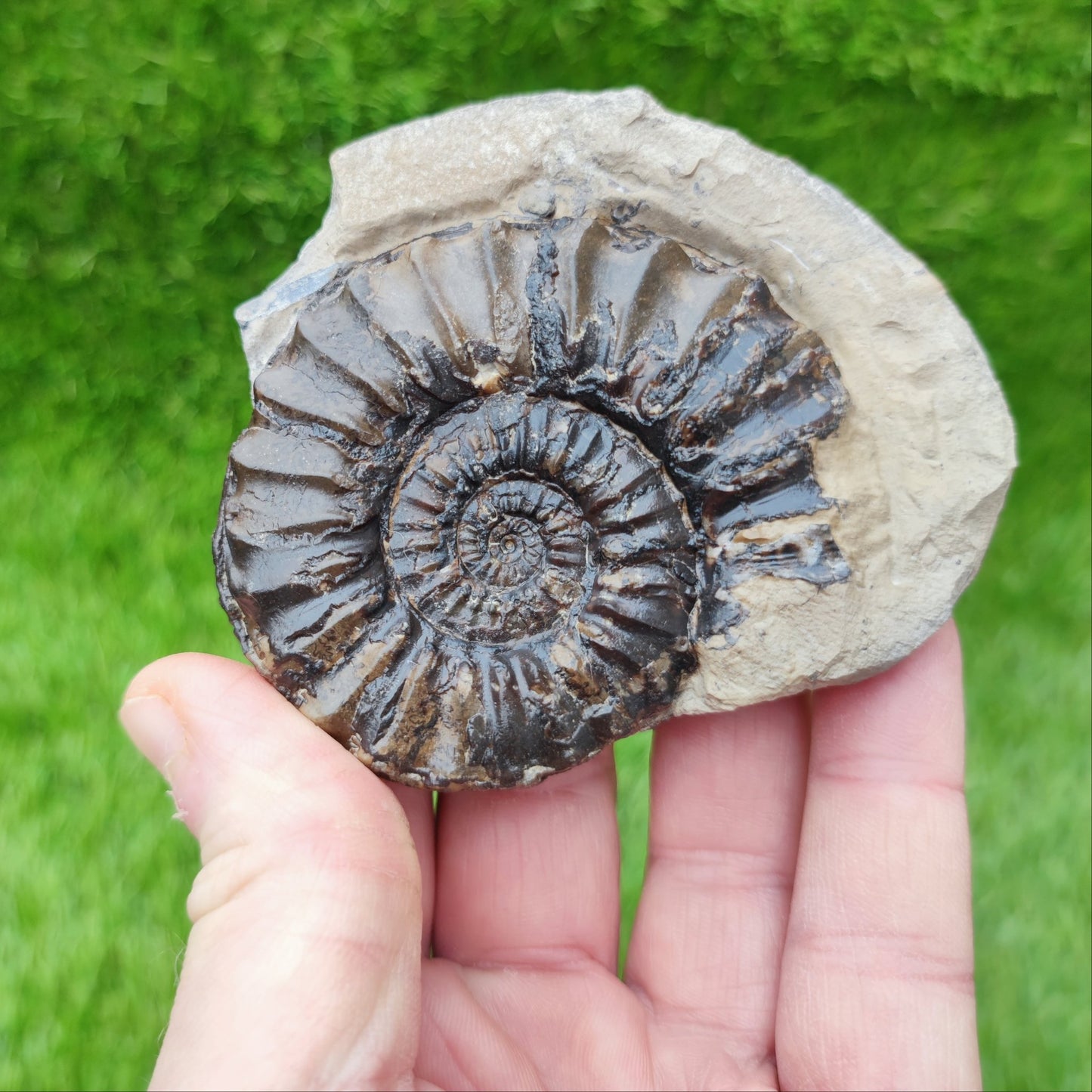 Pleuroceras ammonite split pair North Yorkshire fossils - North Yorkshire Fossils