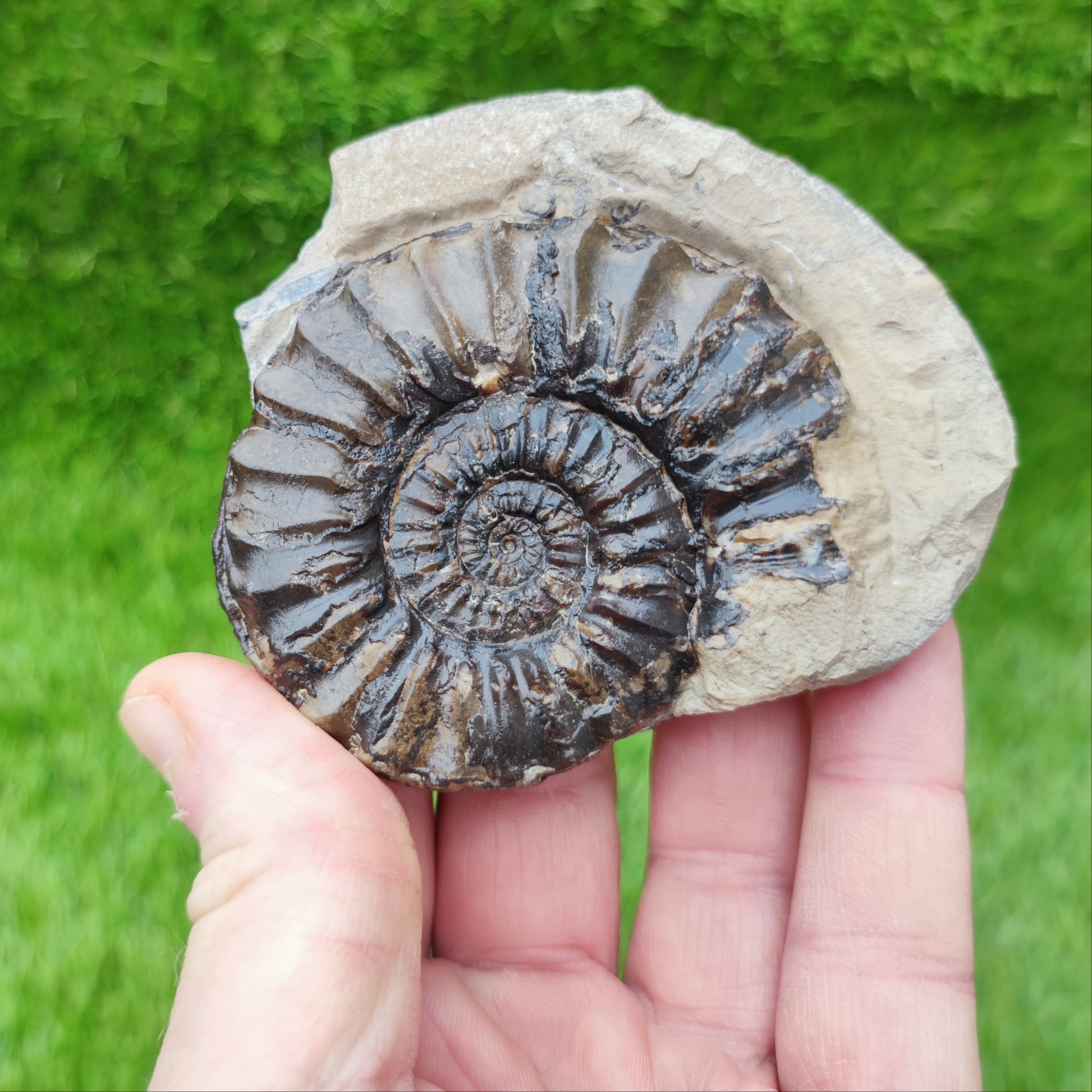 Pleuroceras ammonite split pair North Yorkshire fossils - North Yorkshire Fossils