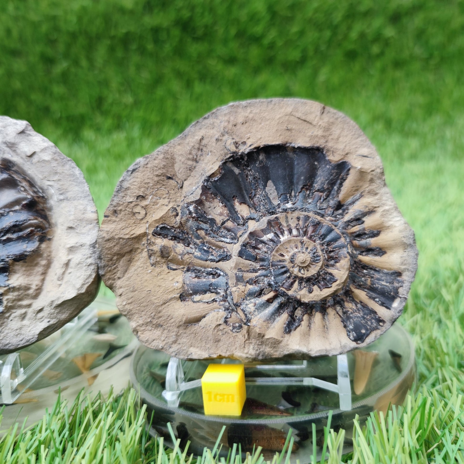 Pleuroceras ammonite split pair North Yorkshire fossils - North Yorkshire Fossils