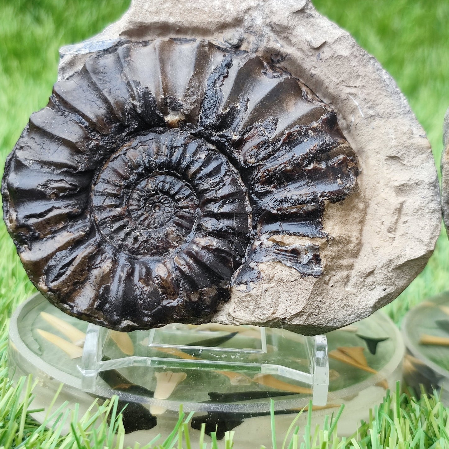 Pleuroceras ammonite split pair North Yorkshire fossils - North Yorkshire Fossils