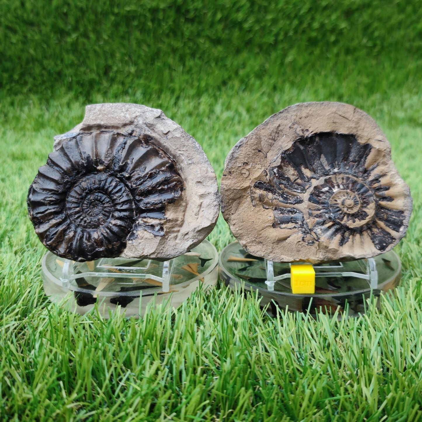 Pleuroceras ammonite split pair North Yorkshire fossils - North Yorkshire Fossils