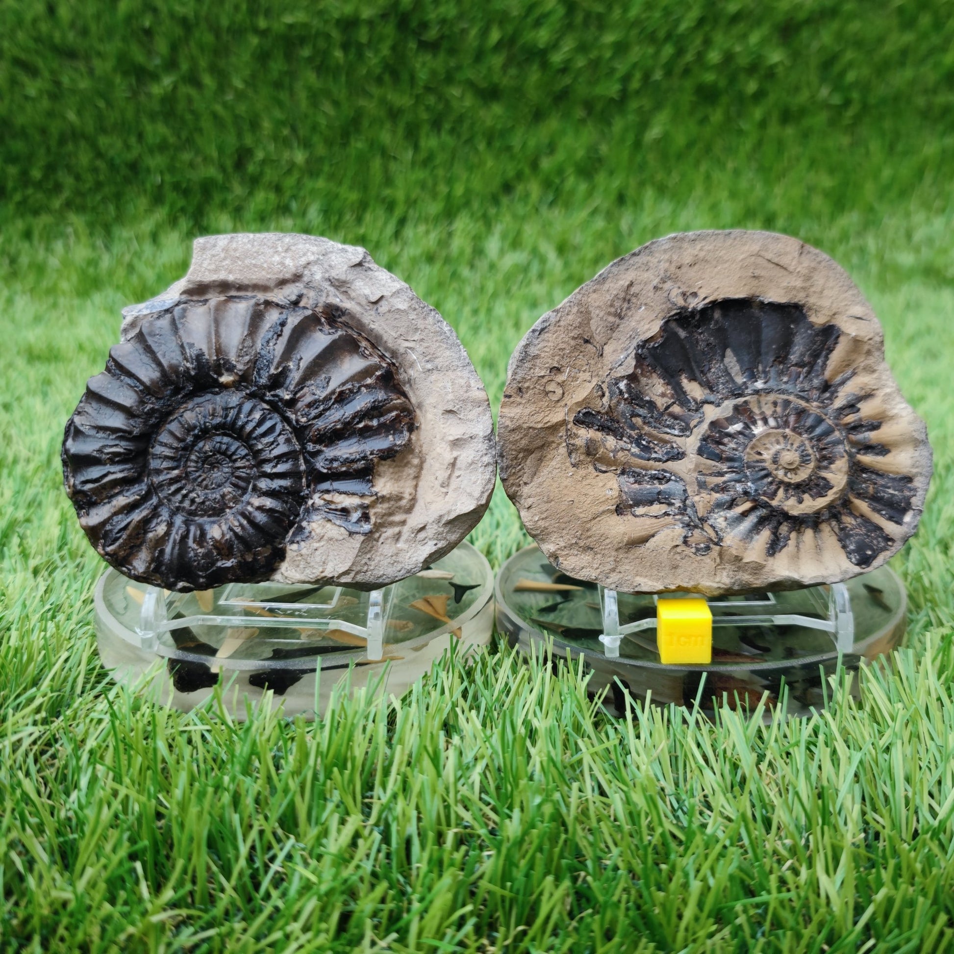 Pleuroceras ammonite split pair North Yorkshire fossils - North Yorkshire Fossils