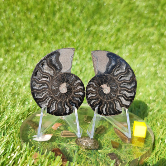 Polished ammonite - North Yorkshire Fossils