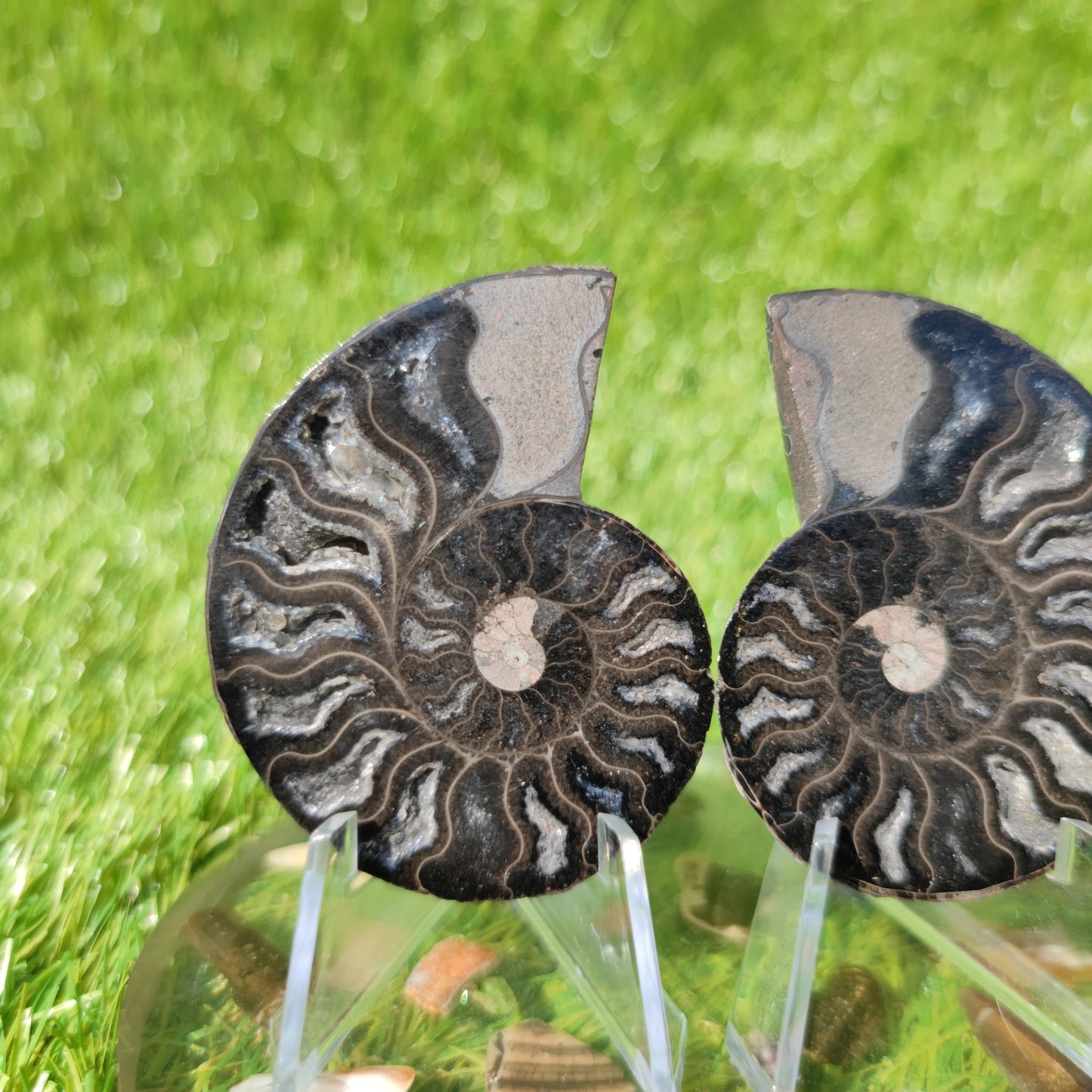 Polished ammonite - North Yorkshire Fossils