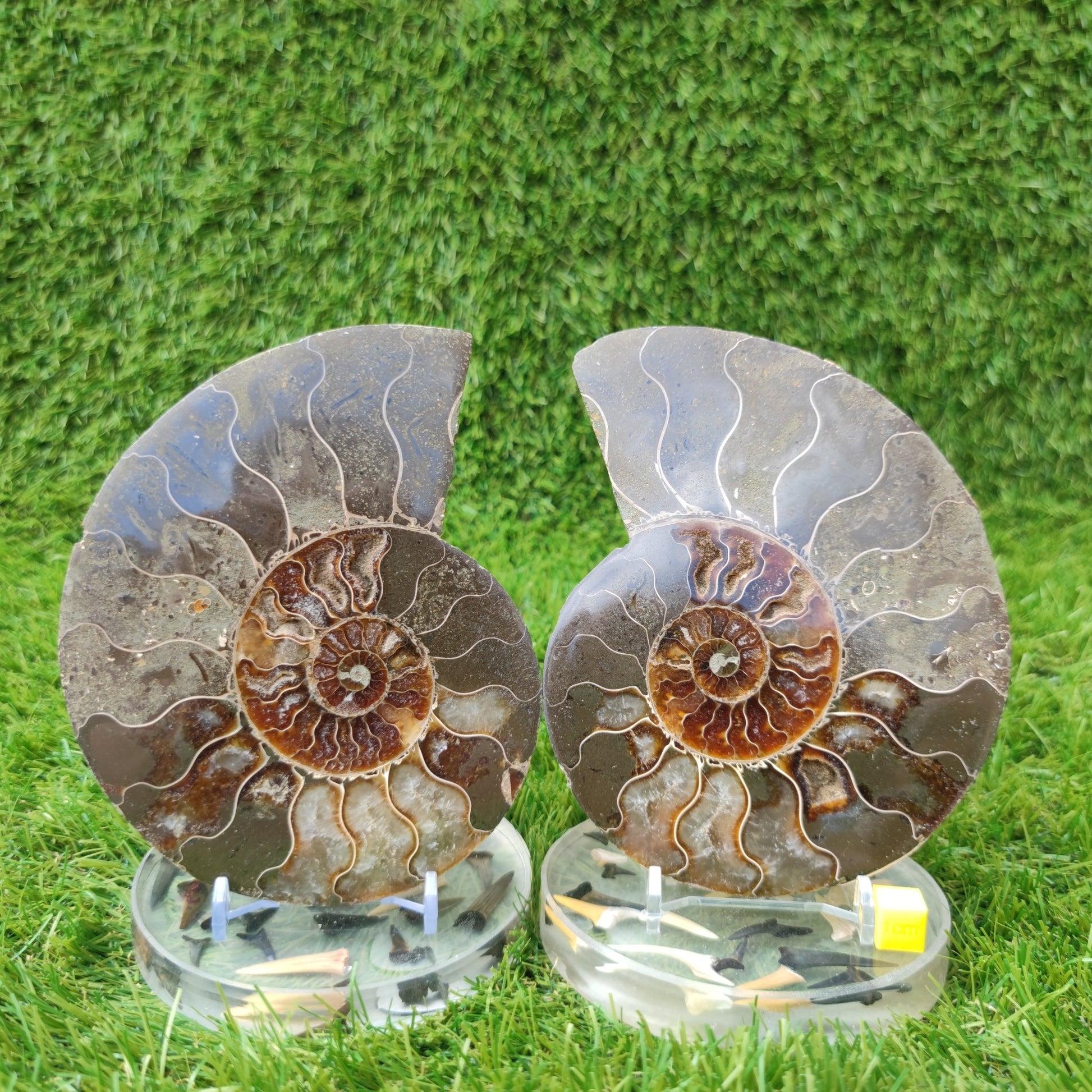 Polished ammonite fossil - North Yorkshire Fossils