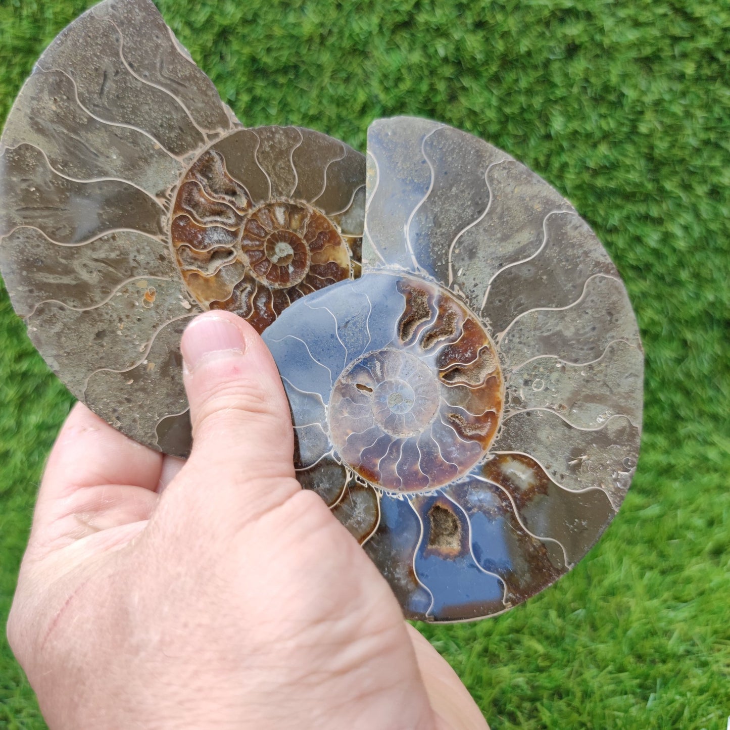 Polished ammonite fossil - North Yorkshire Fossils