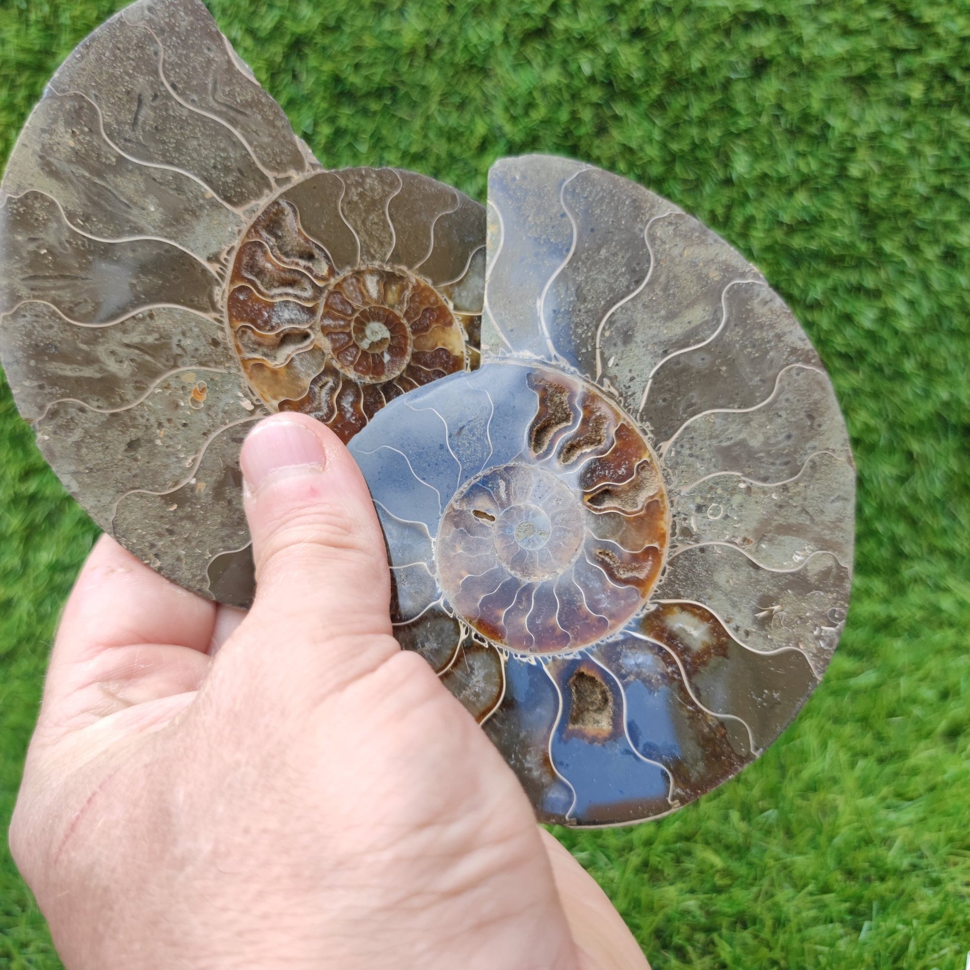 Polished ammonite fossil - North Yorkshire Fossils
