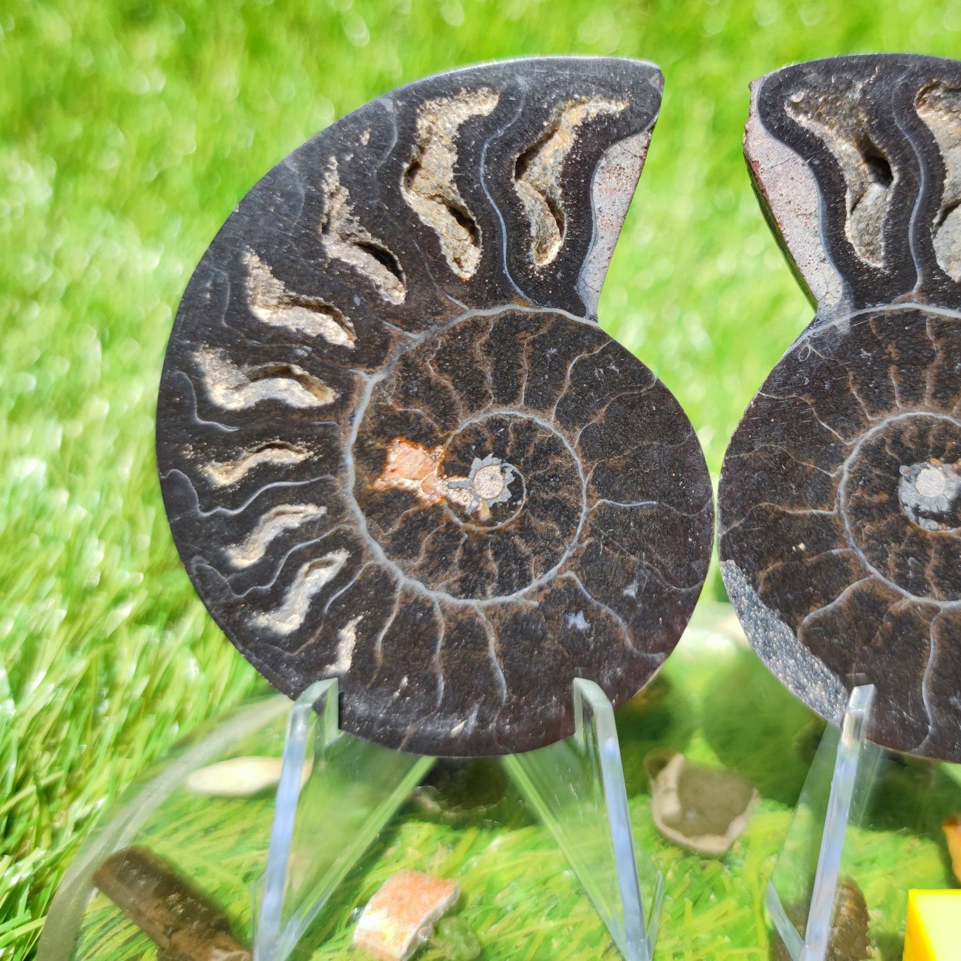 Polished ammonite fossil - North Yorkshire Fossils