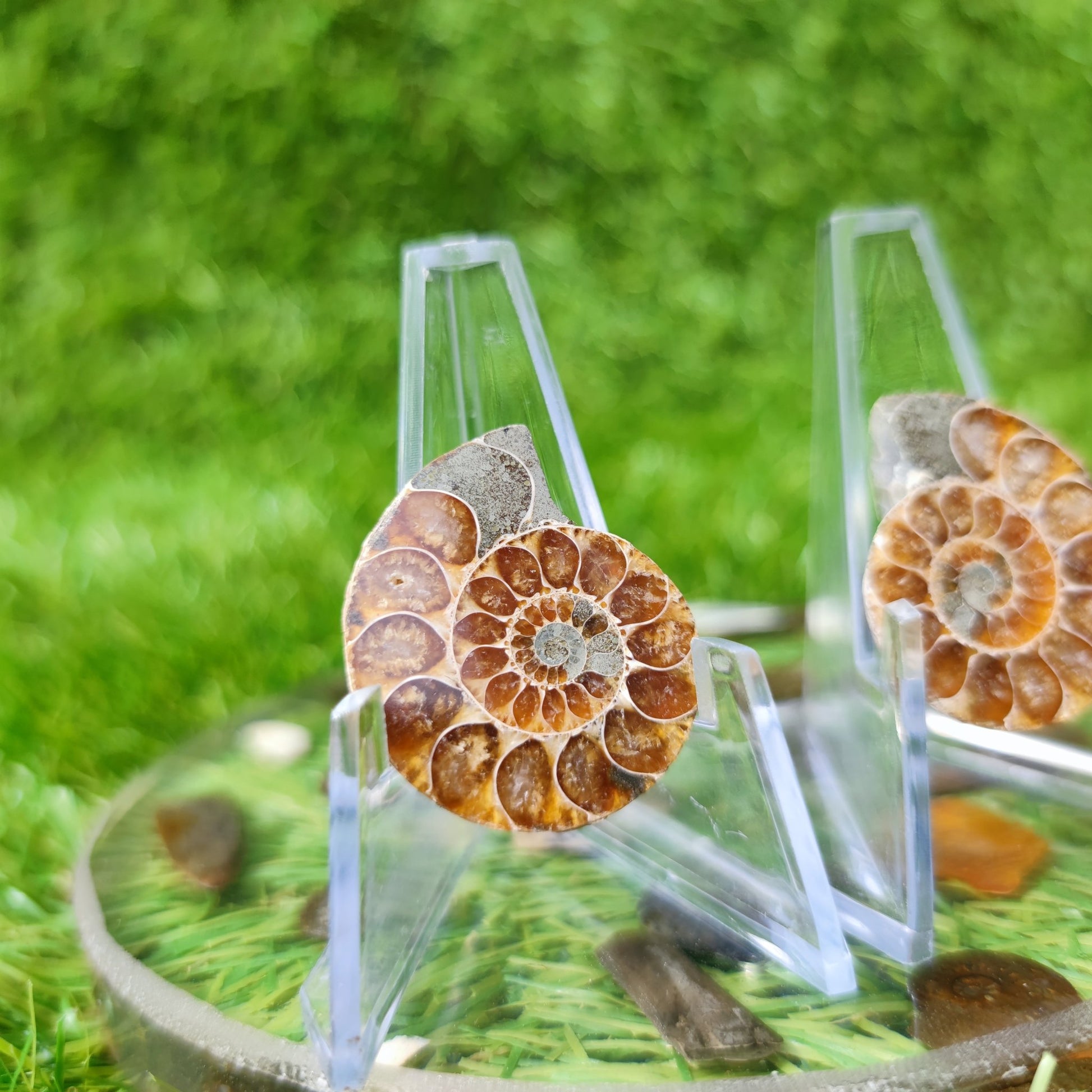 Polished ammonite fossil - North Yorkshire Fossils