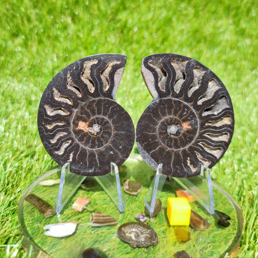 Polished ammonite fossil - North Yorkshire Fossils