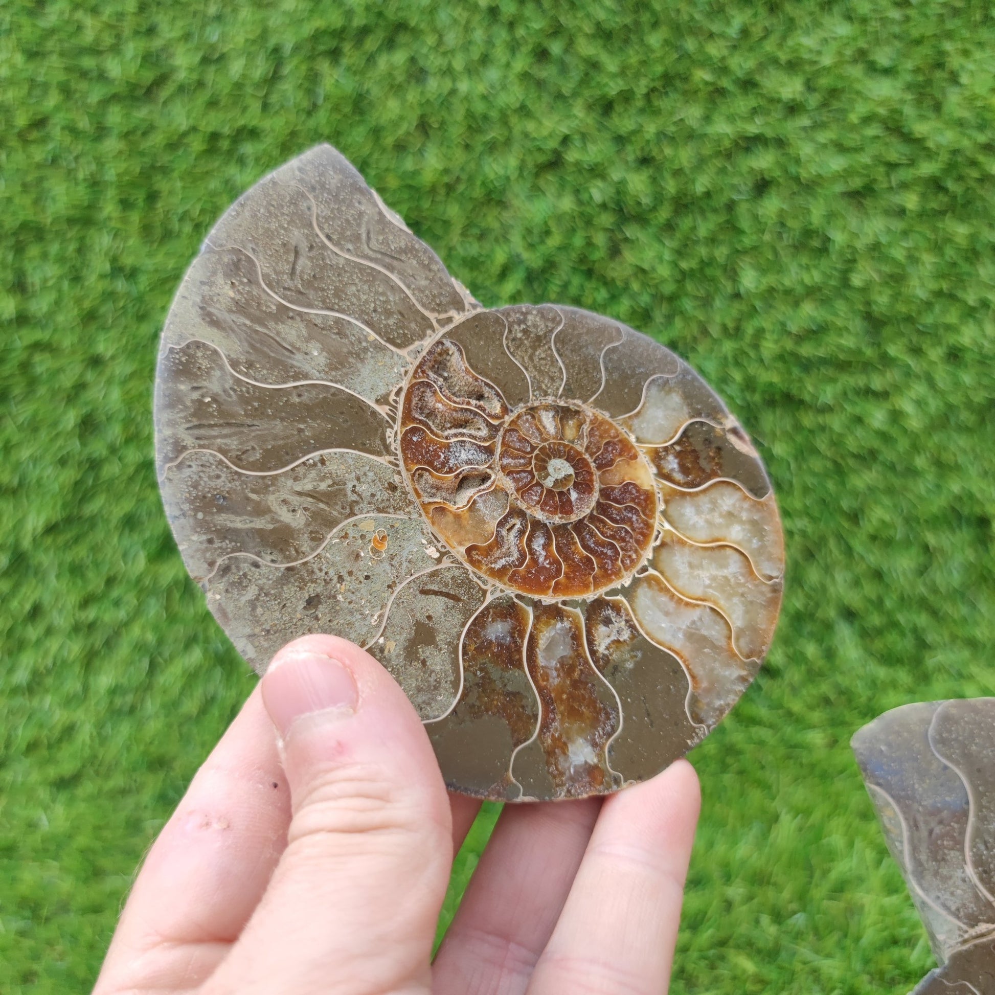 Polished ammonite fossil - North Yorkshire Fossils