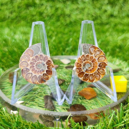 Polished ammonite fossil - North Yorkshire Fossils