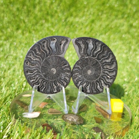 Polished ammonite fossil - North Yorkshire Fossils