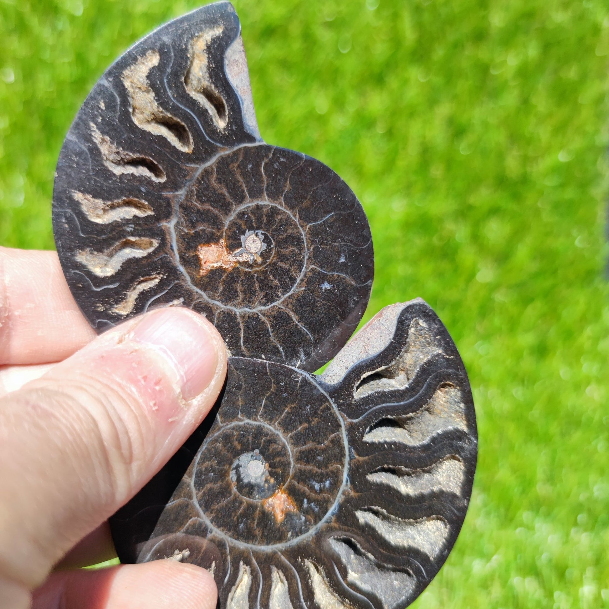 Polished ammonite fossil - North Yorkshire Fossils