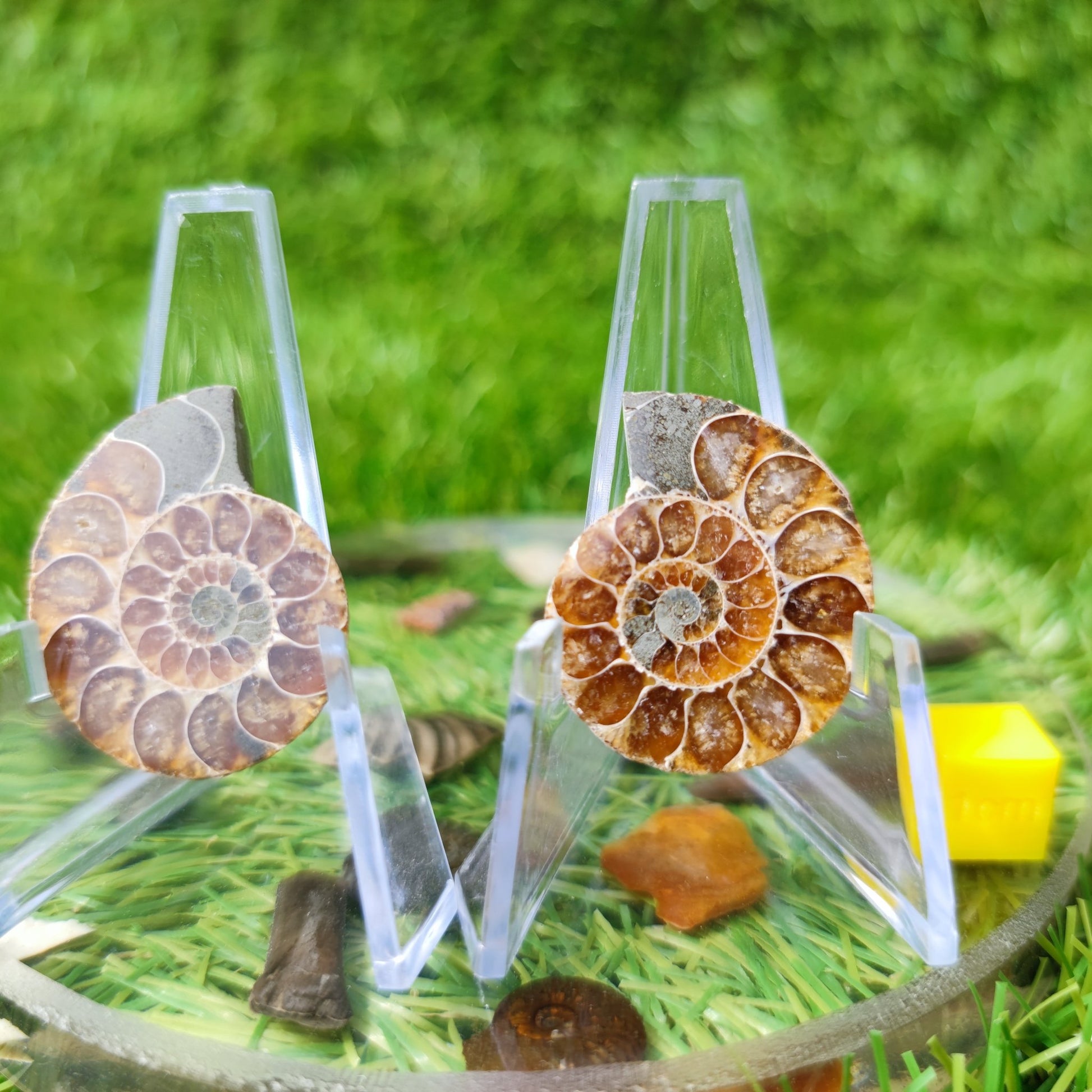 Polished ammonite fossil - North Yorkshire Fossils