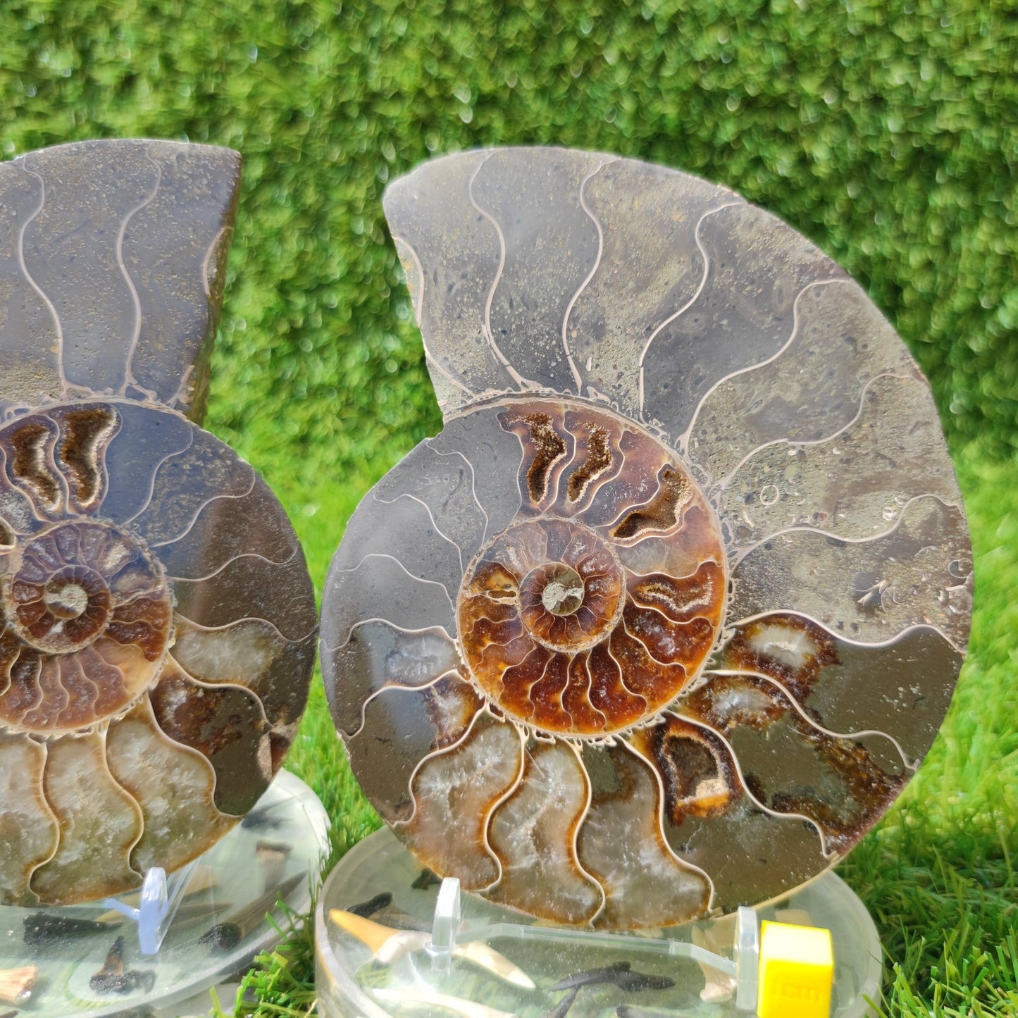 Polished ammonite fossil - North Yorkshire Fossils