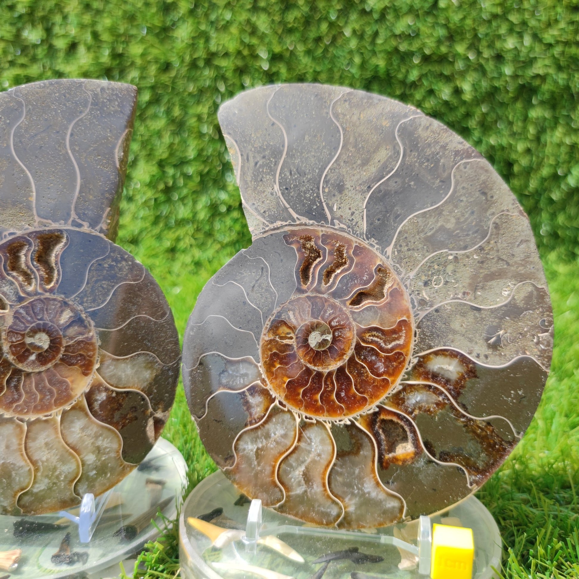 Polished ammonite fossil - North Yorkshire Fossils