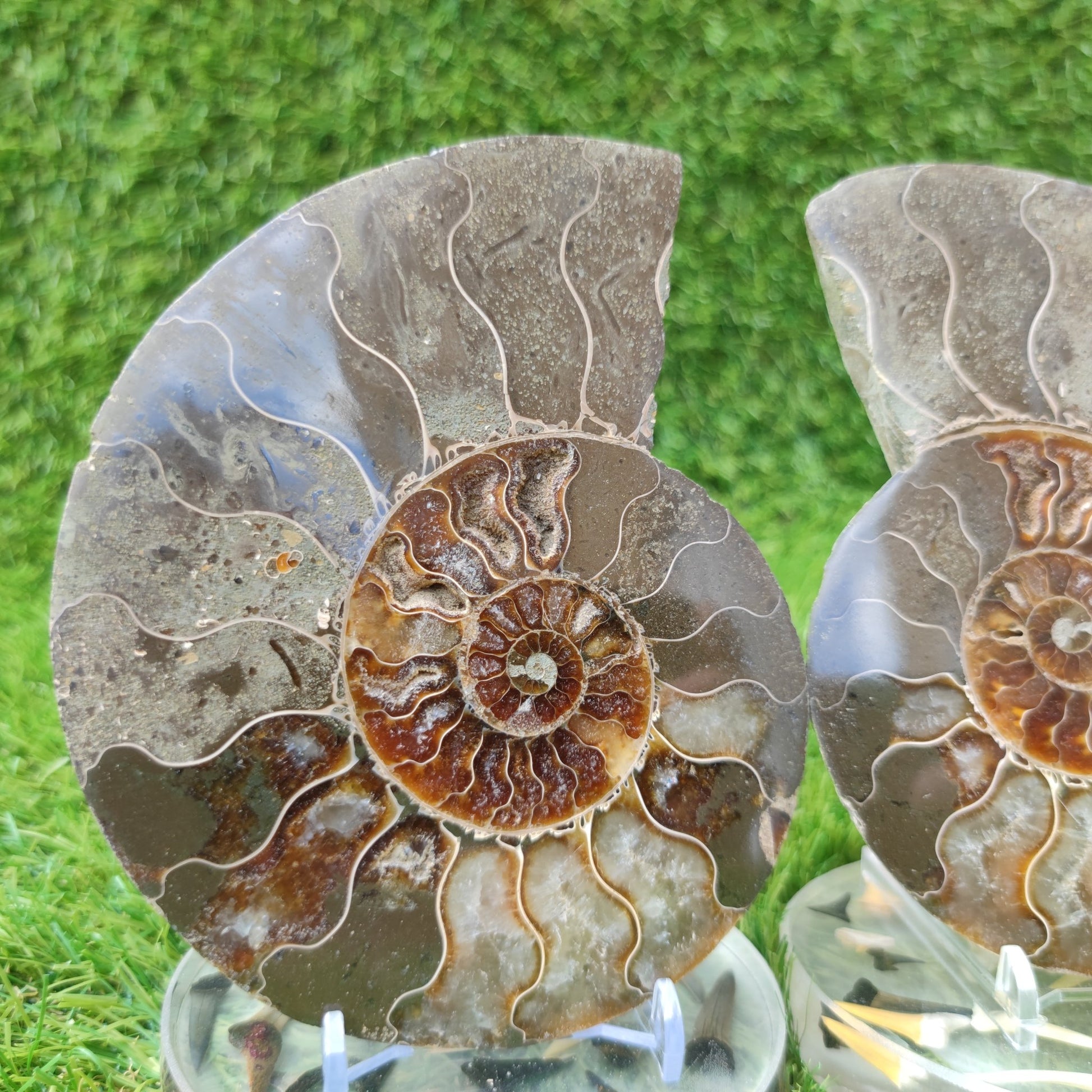 Polished ammonite fossil - North Yorkshire Fossils