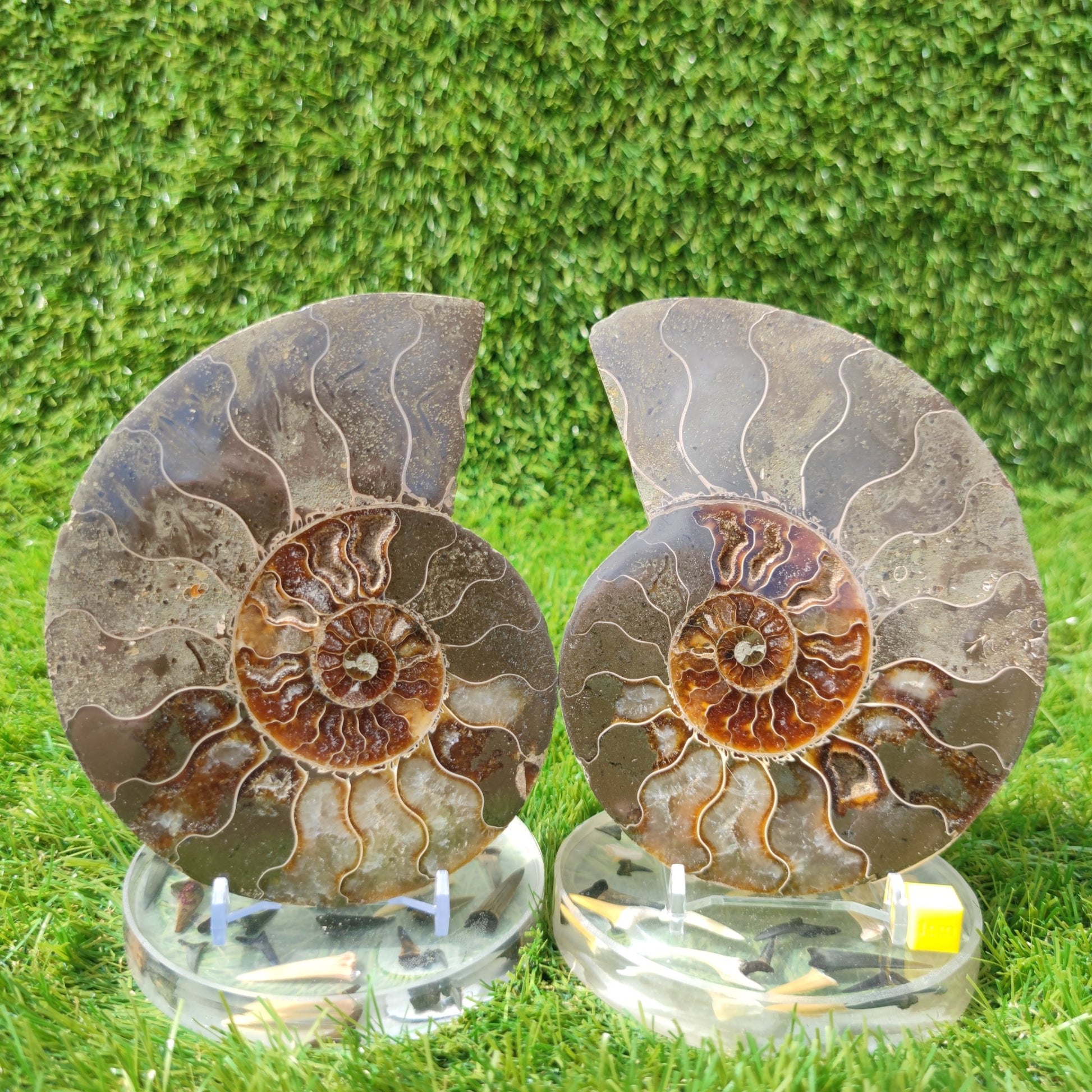 Polished ammonite fossil - North Yorkshire Fossils