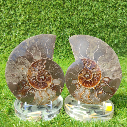 Polished ammonite fossil - North Yorkshire Fossils