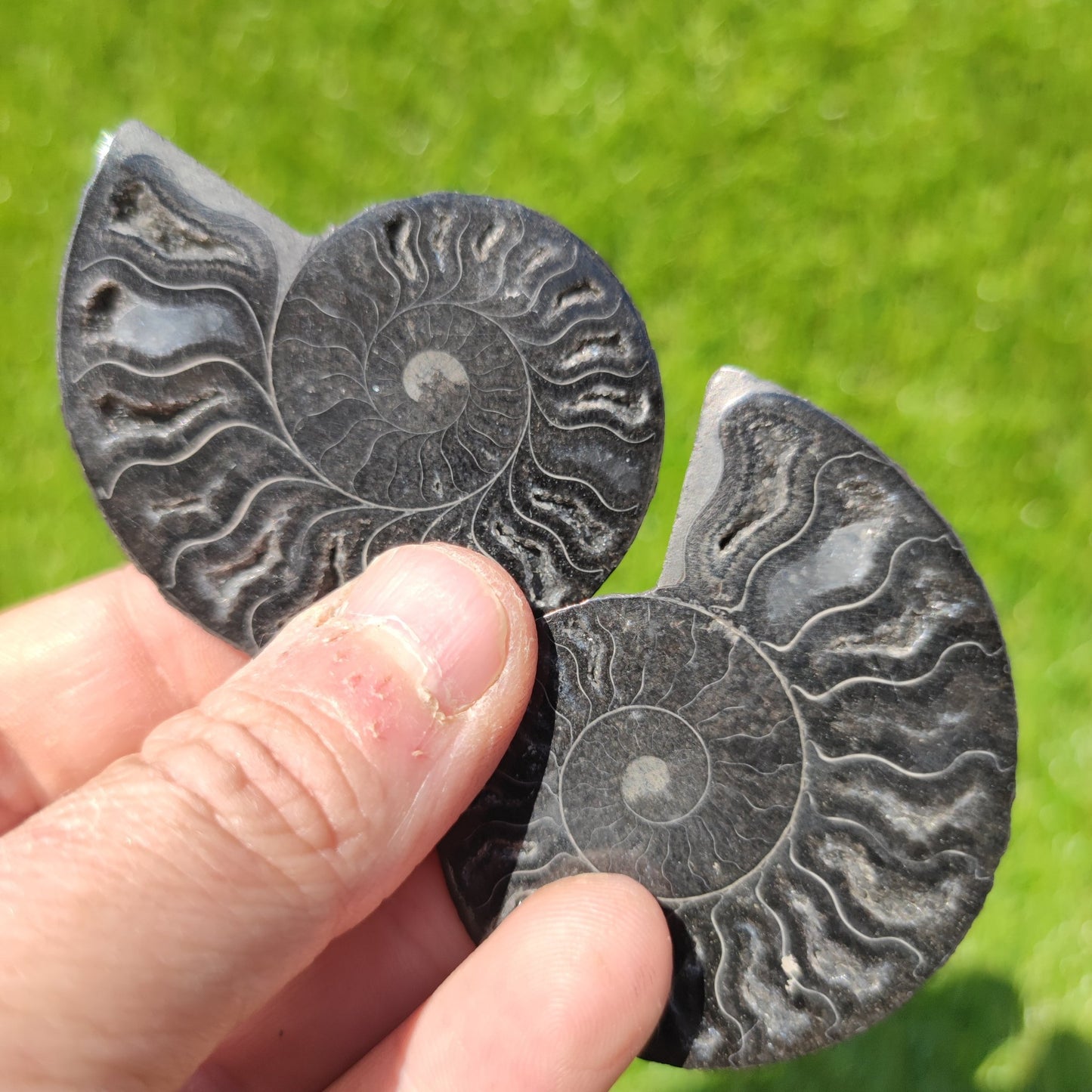 Polished ammonite fossil - North Yorkshire Fossils