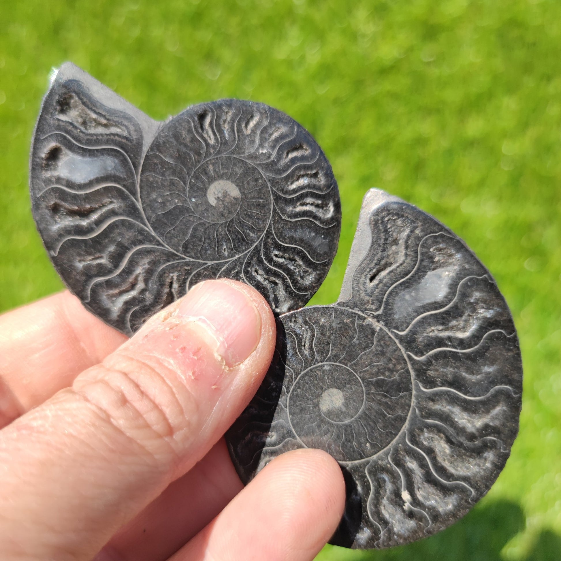 Polished ammonite fossil - North Yorkshire Fossils