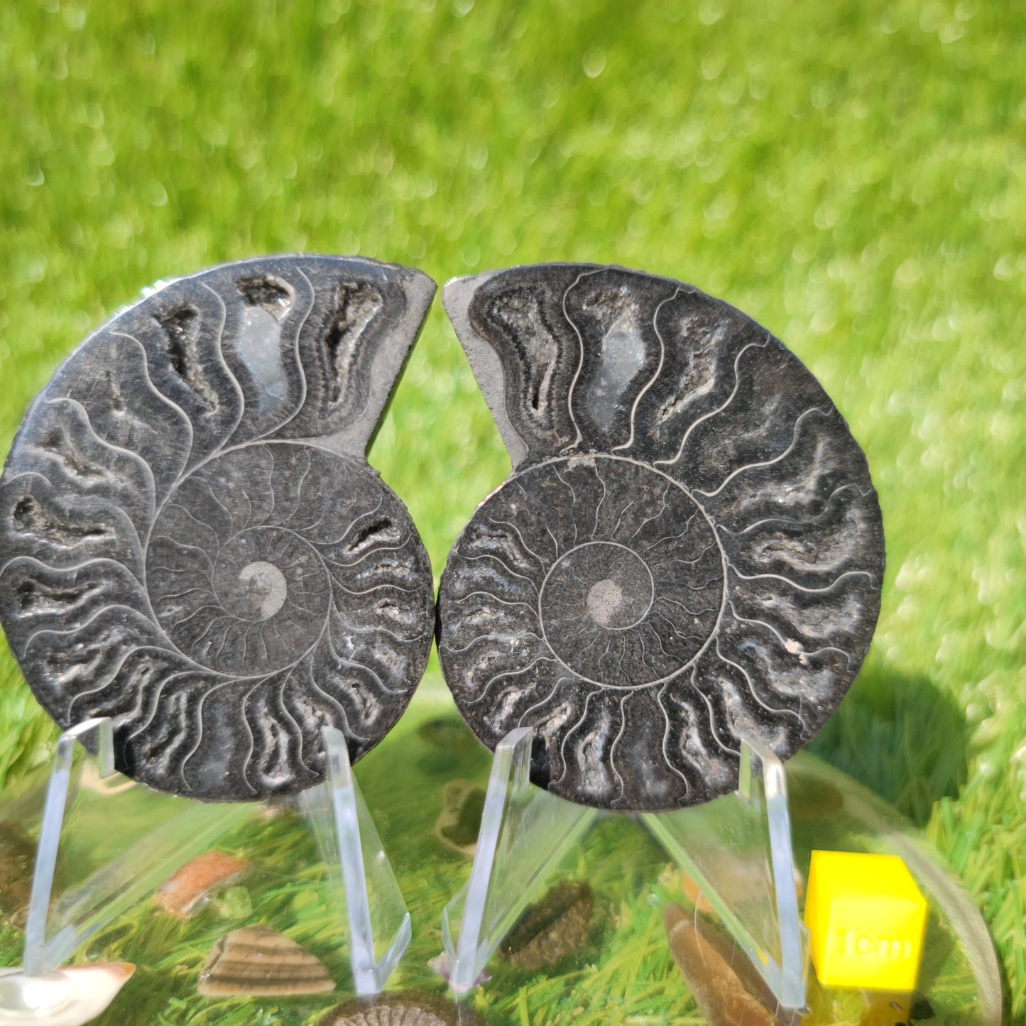 Polished ammonite fossil - North Yorkshire Fossils