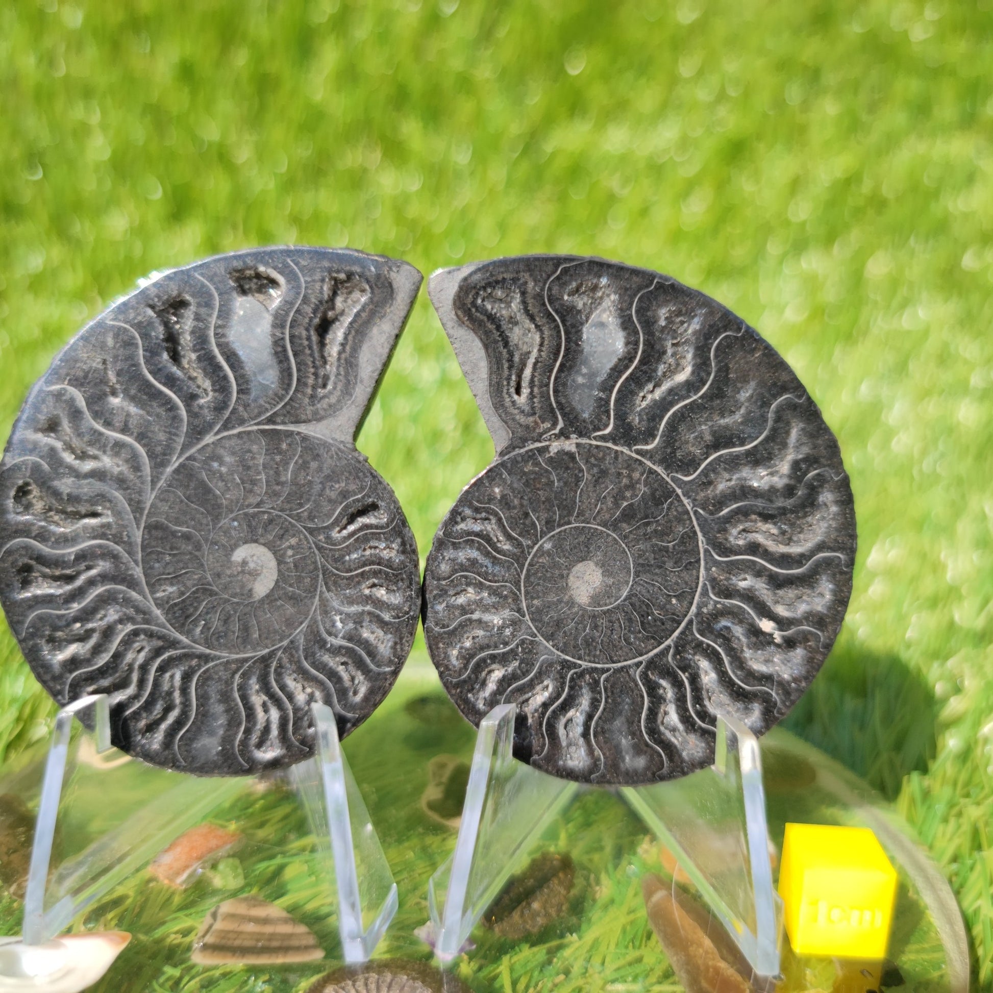 Polished ammonite fossil - North Yorkshire Fossils