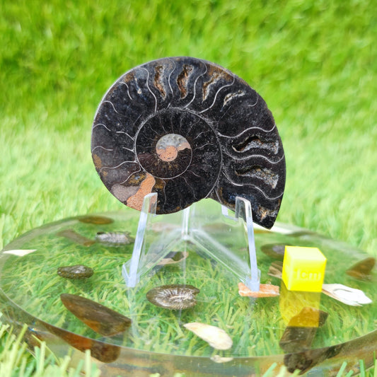 Polished ammonite fossil cleoniceras - North Yorkshire Fossils