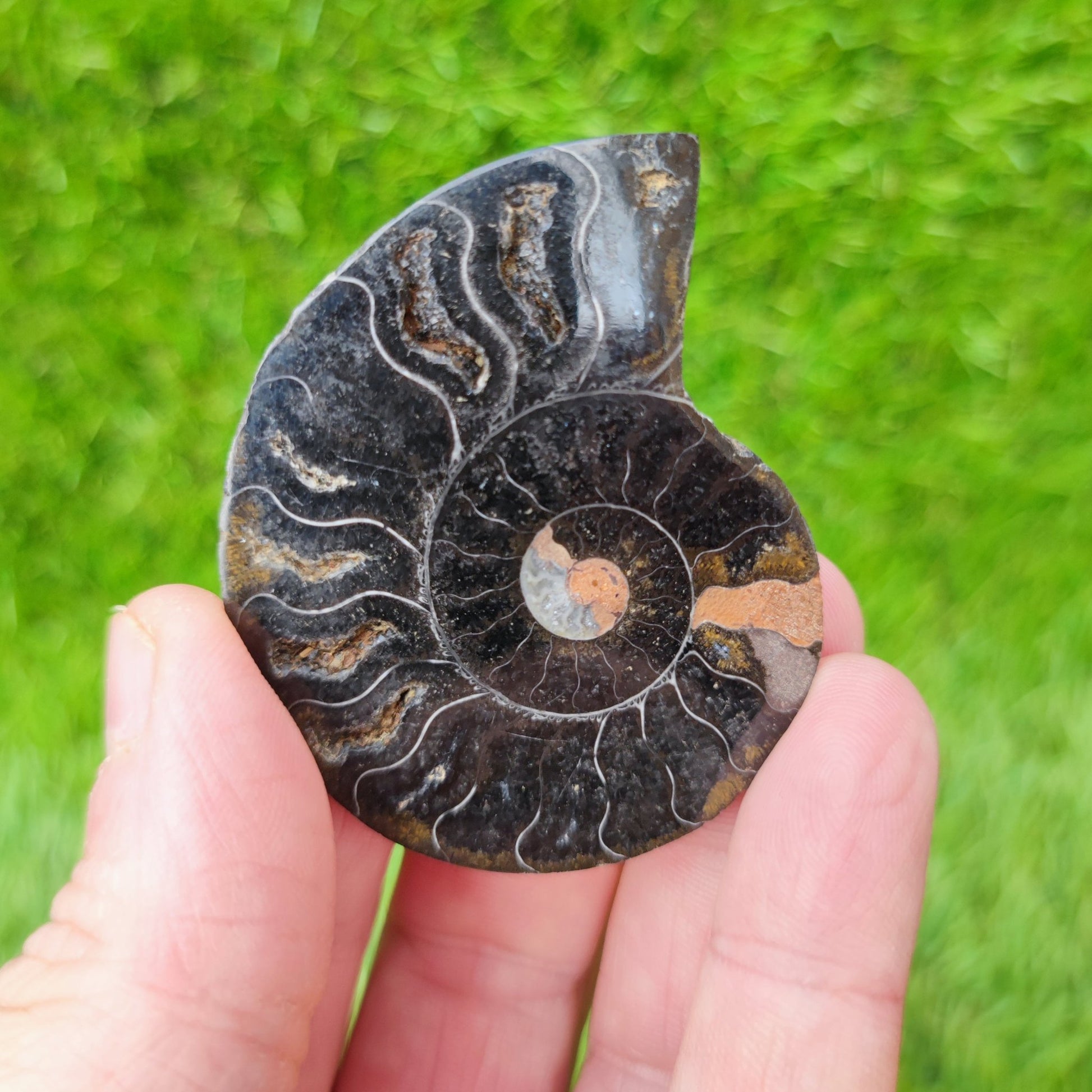 Polished ammonite fossil cleoniceras - North Yorkshire Fossils