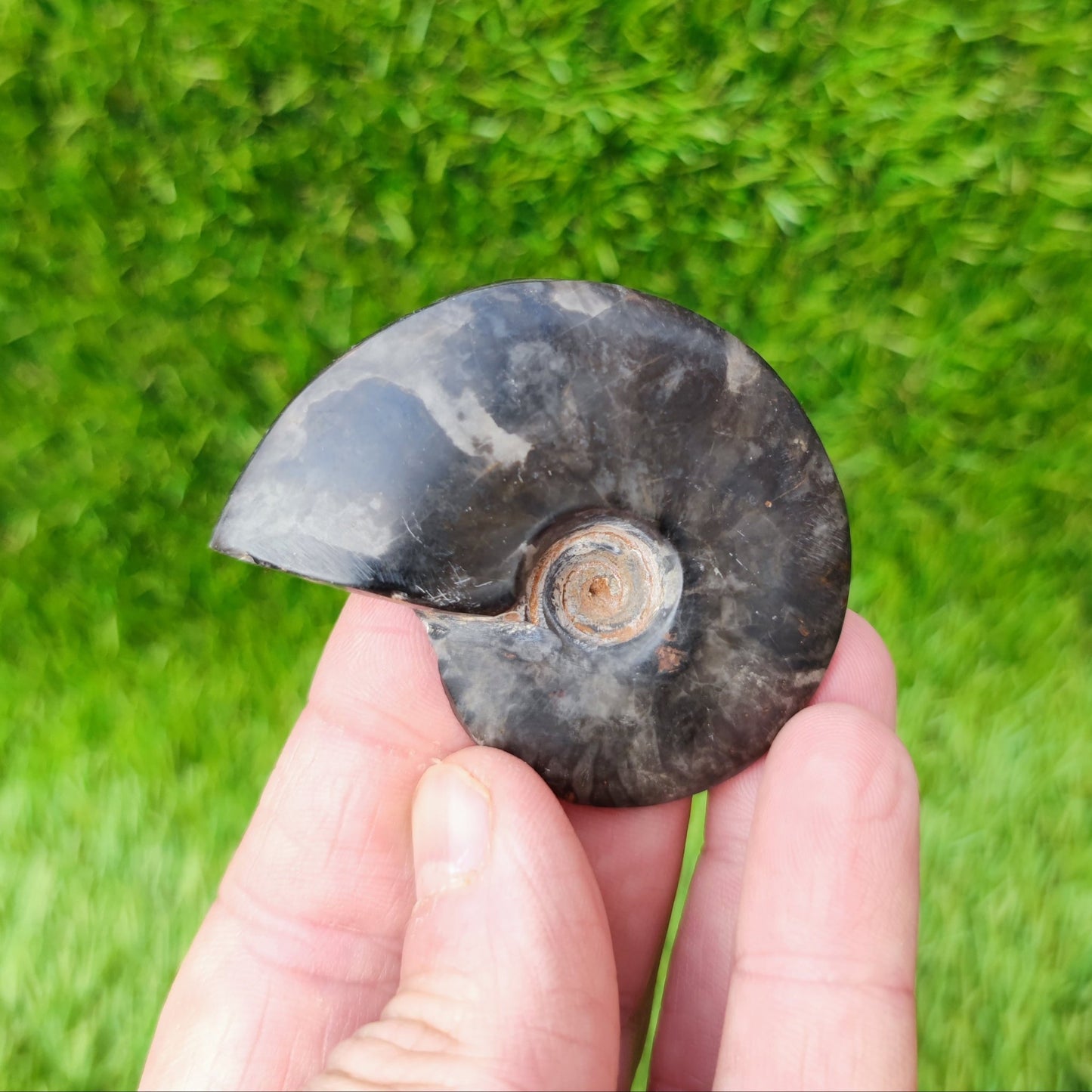 Polished ammonite fossil cleoniceras - North Yorkshire Fossils