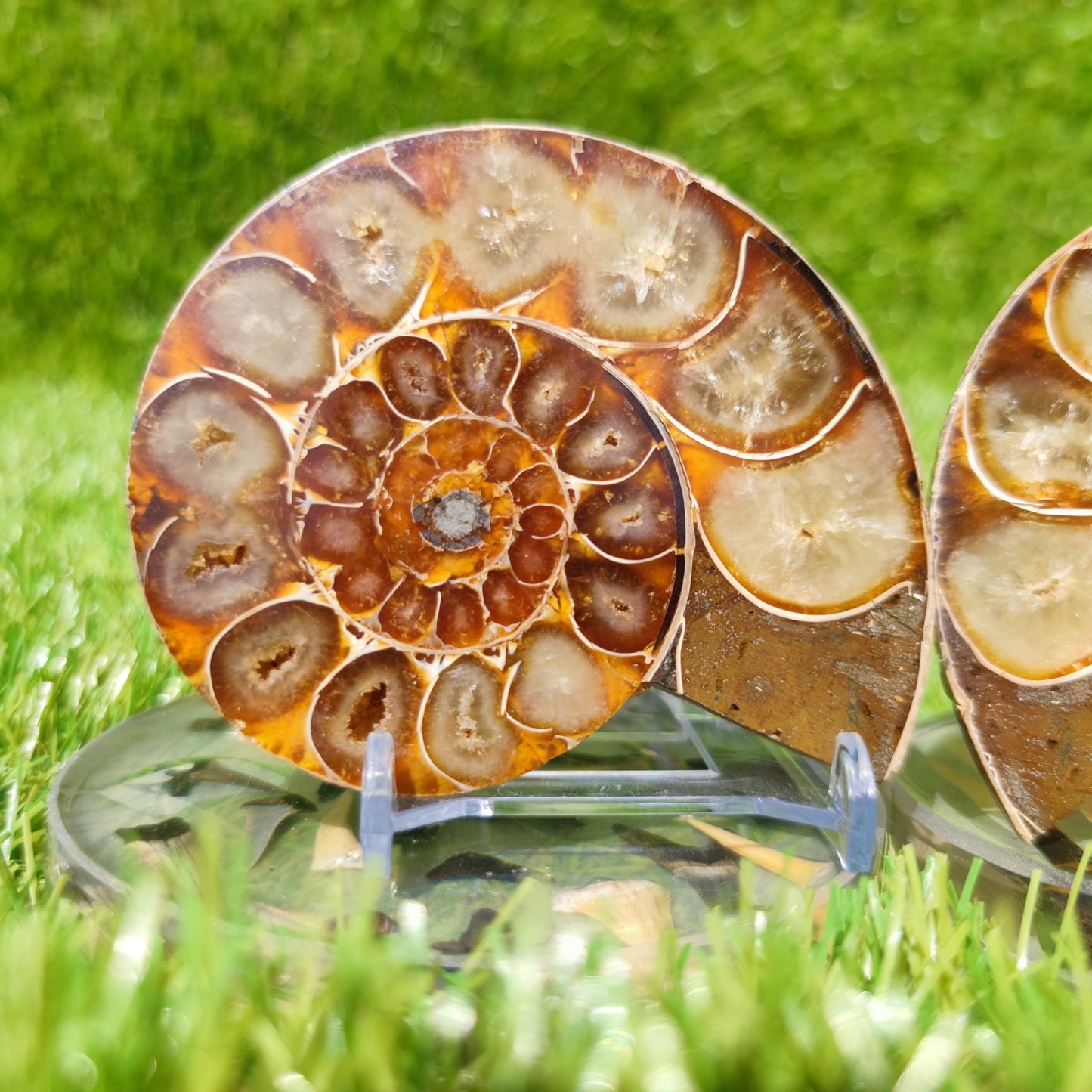 Polished ammonite fossil Madagascar - North Yorkshire Fossils