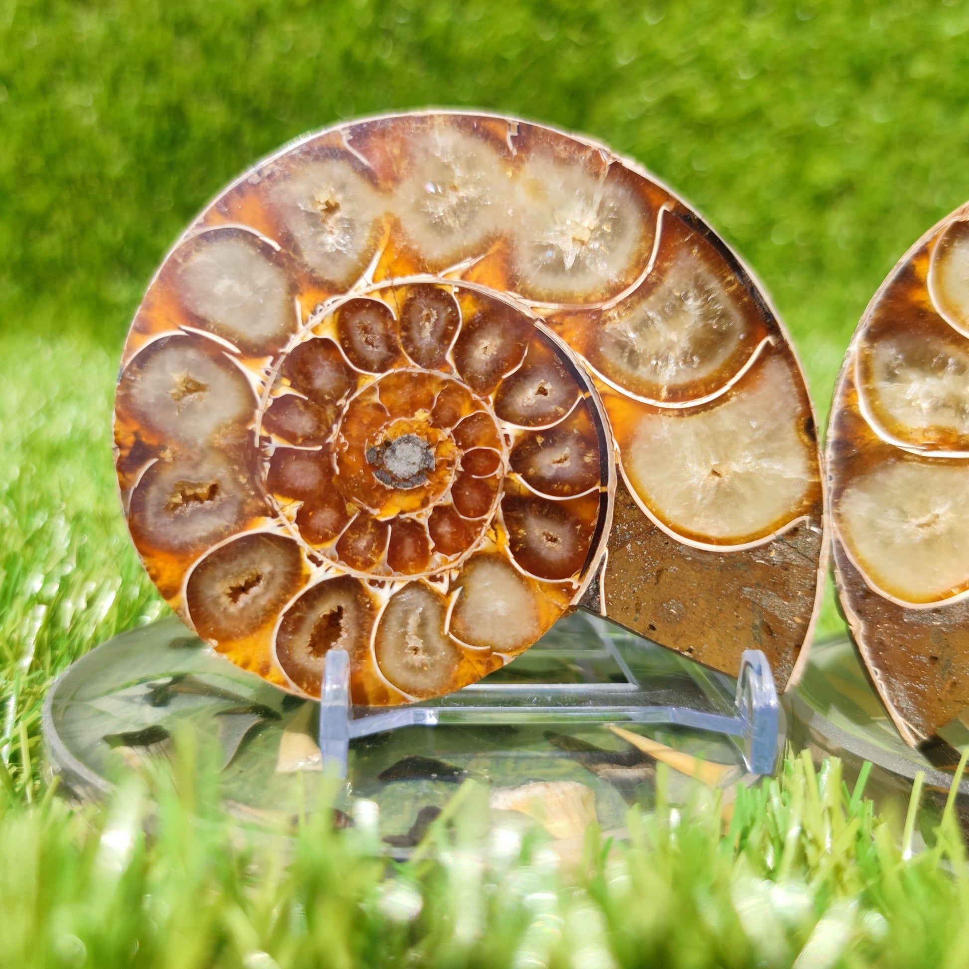 Polished ammonite fossil Madagascar - North Yorkshire Fossils