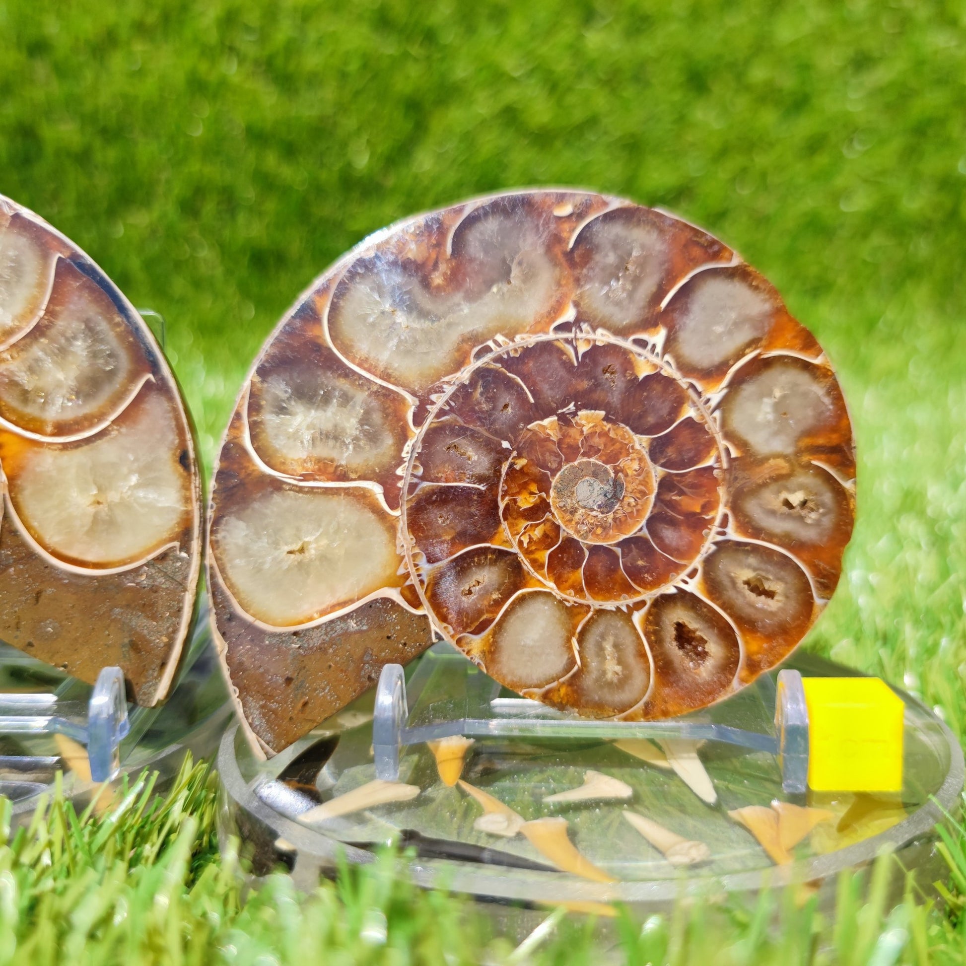 Polished ammonite fossil Madagascar - North Yorkshire Fossils