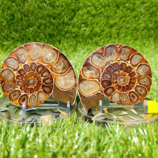 Polished ammonite fossil Madagascar - North Yorkshire Fossils