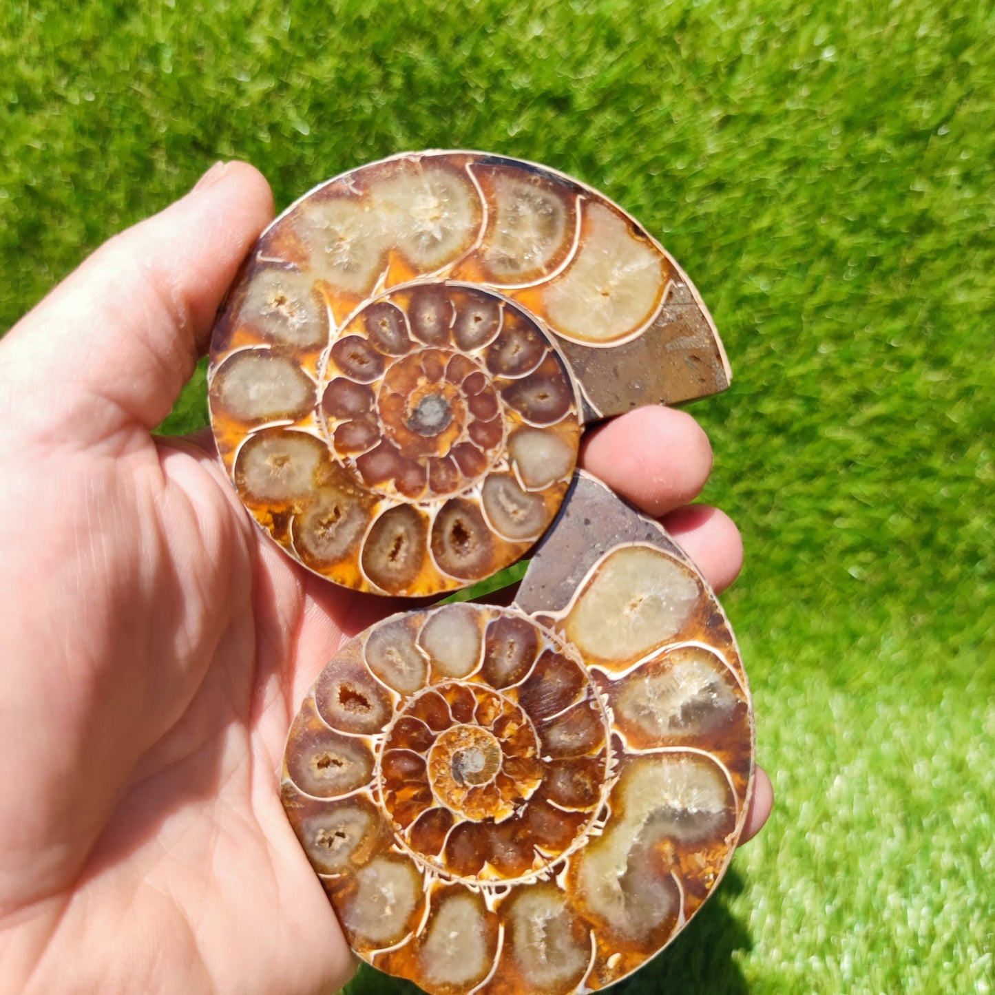 Polished ammonite fossil Madagascar - North Yorkshire Fossils