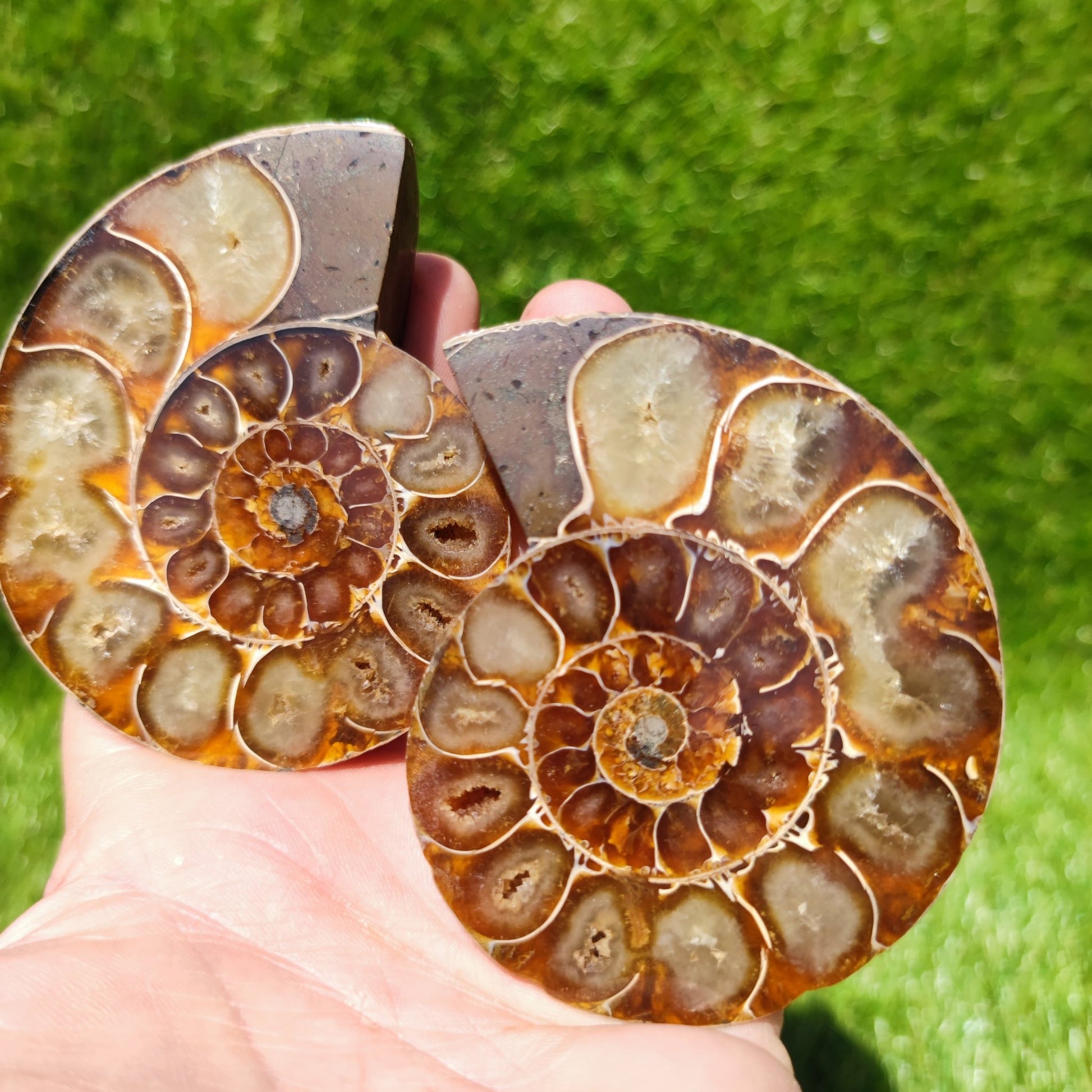 Polished ammonite fossil Madagascar - North Yorkshire Fossils