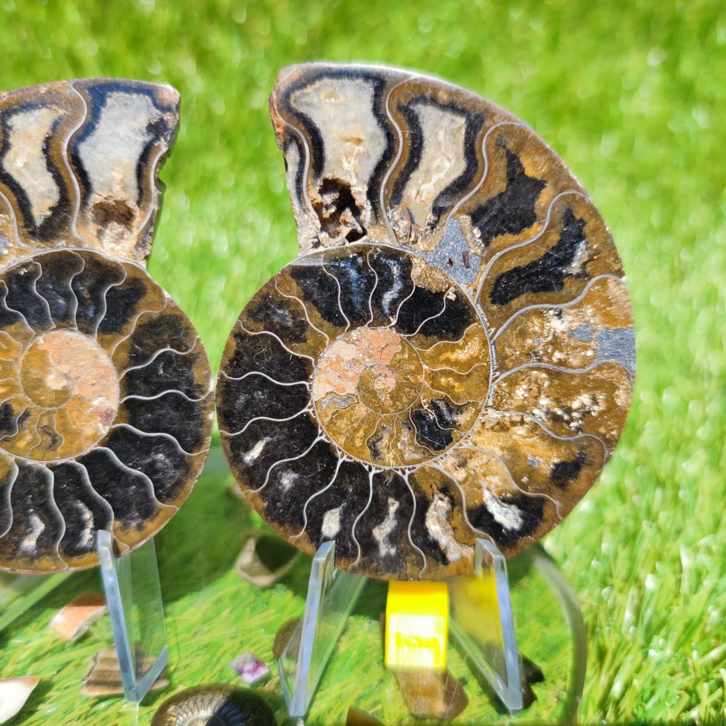 Polished ammonite fossil multicoloured - North Yorkshire Fossils