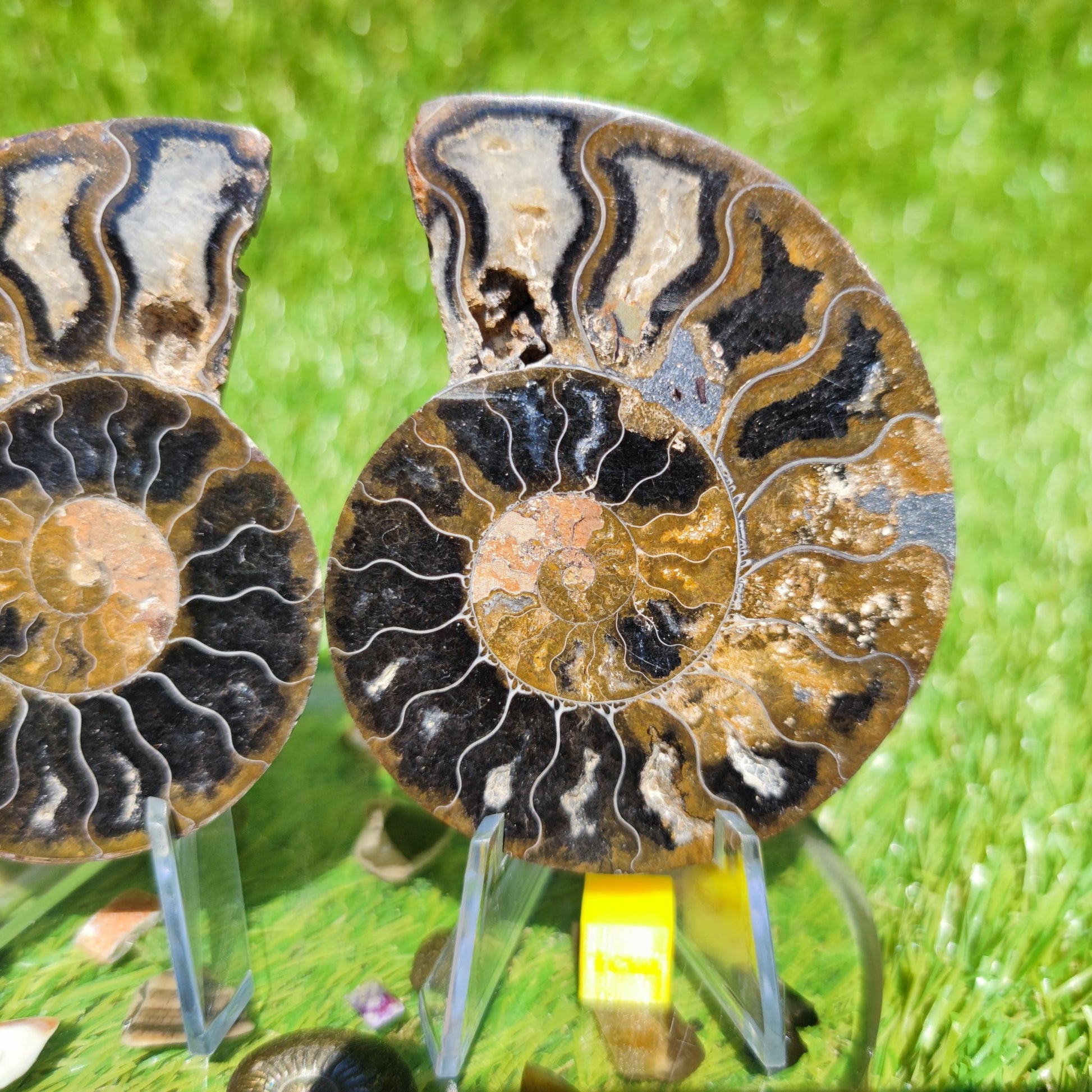 Polished ammonite fossil multicoloured - North Yorkshire Fossils