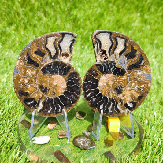 Polished ammonite fossil multicoloured - North Yorkshire Fossils
