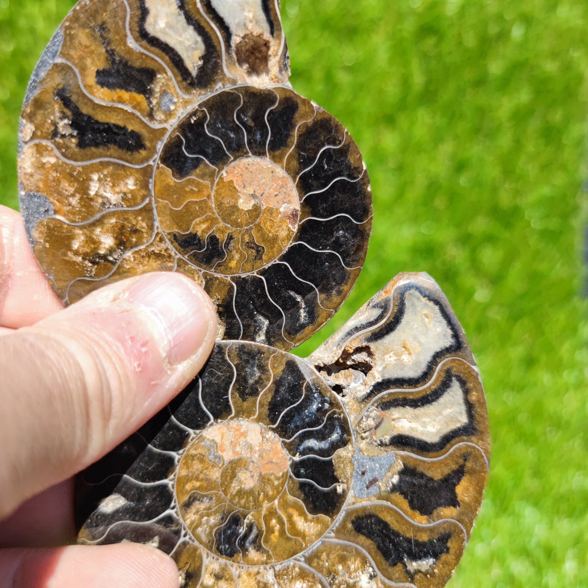 Polished ammonite fossil multicoloured - North Yorkshire Fossils