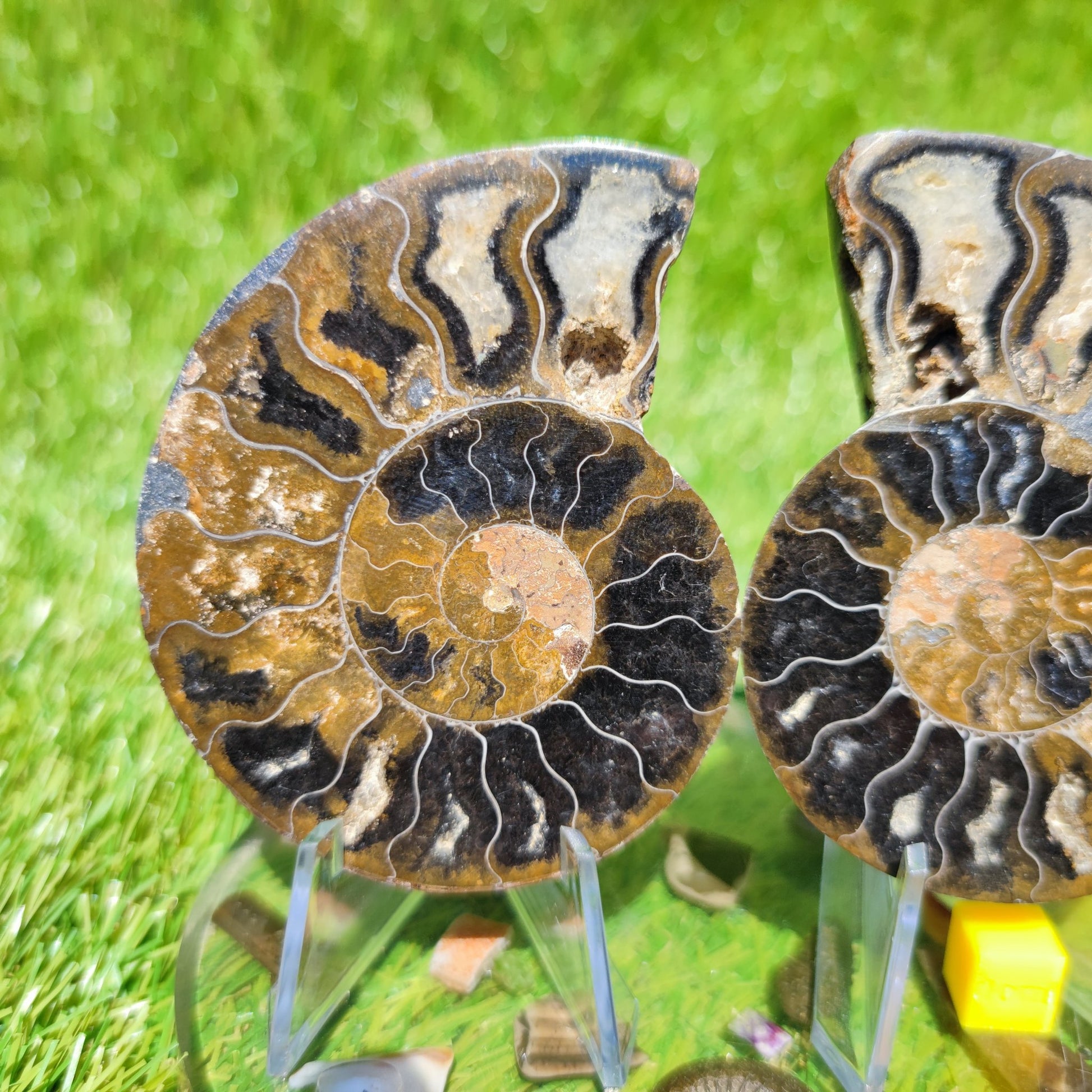 Polished ammonite fossil multicoloured - North Yorkshire Fossils