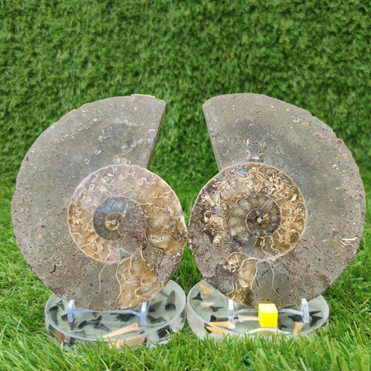 Polished ammonite fossil North Yorkshire Fossils - North Yorkshire Fossils