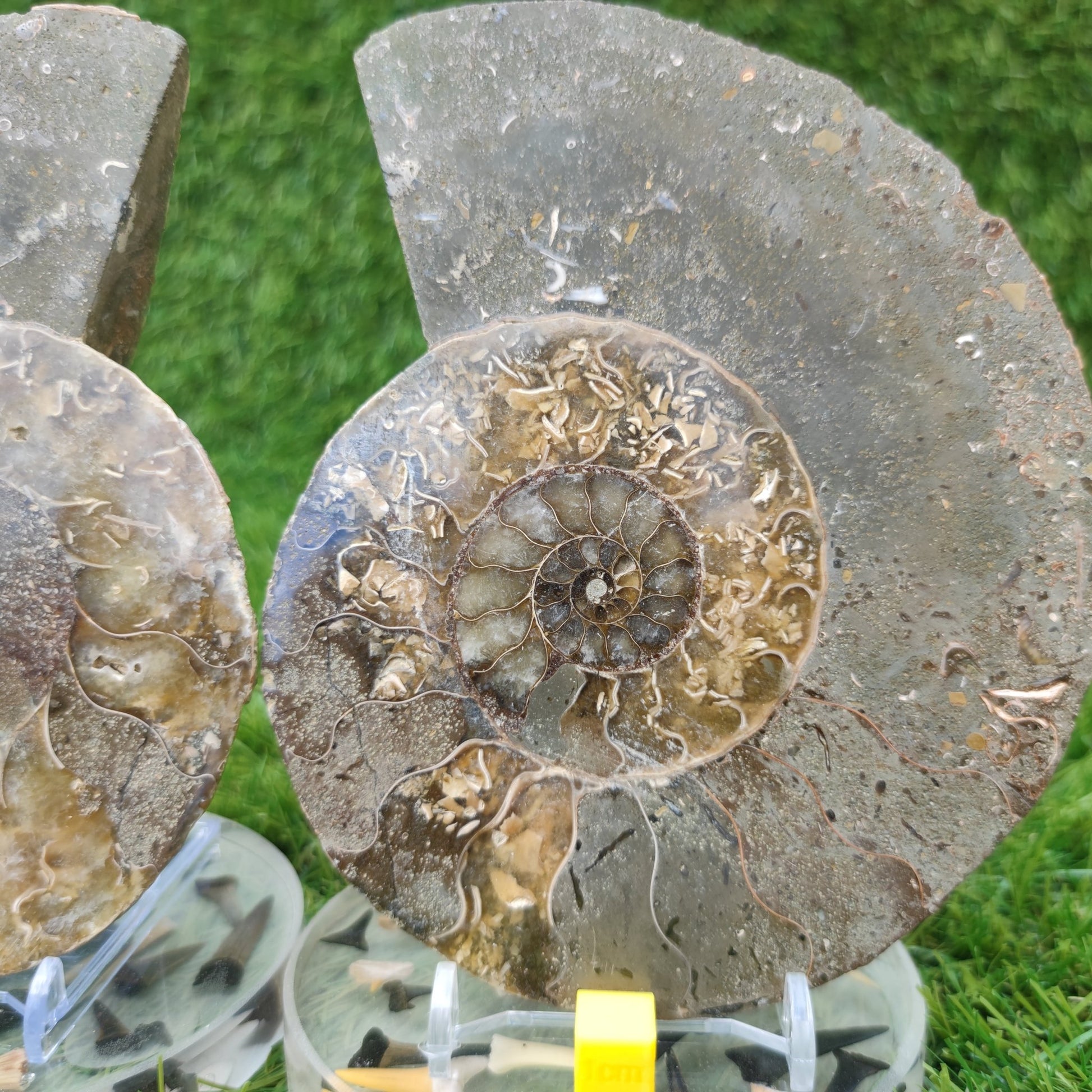 Polished ammonite fossil North Yorkshire Fossils - North Yorkshire Fossils