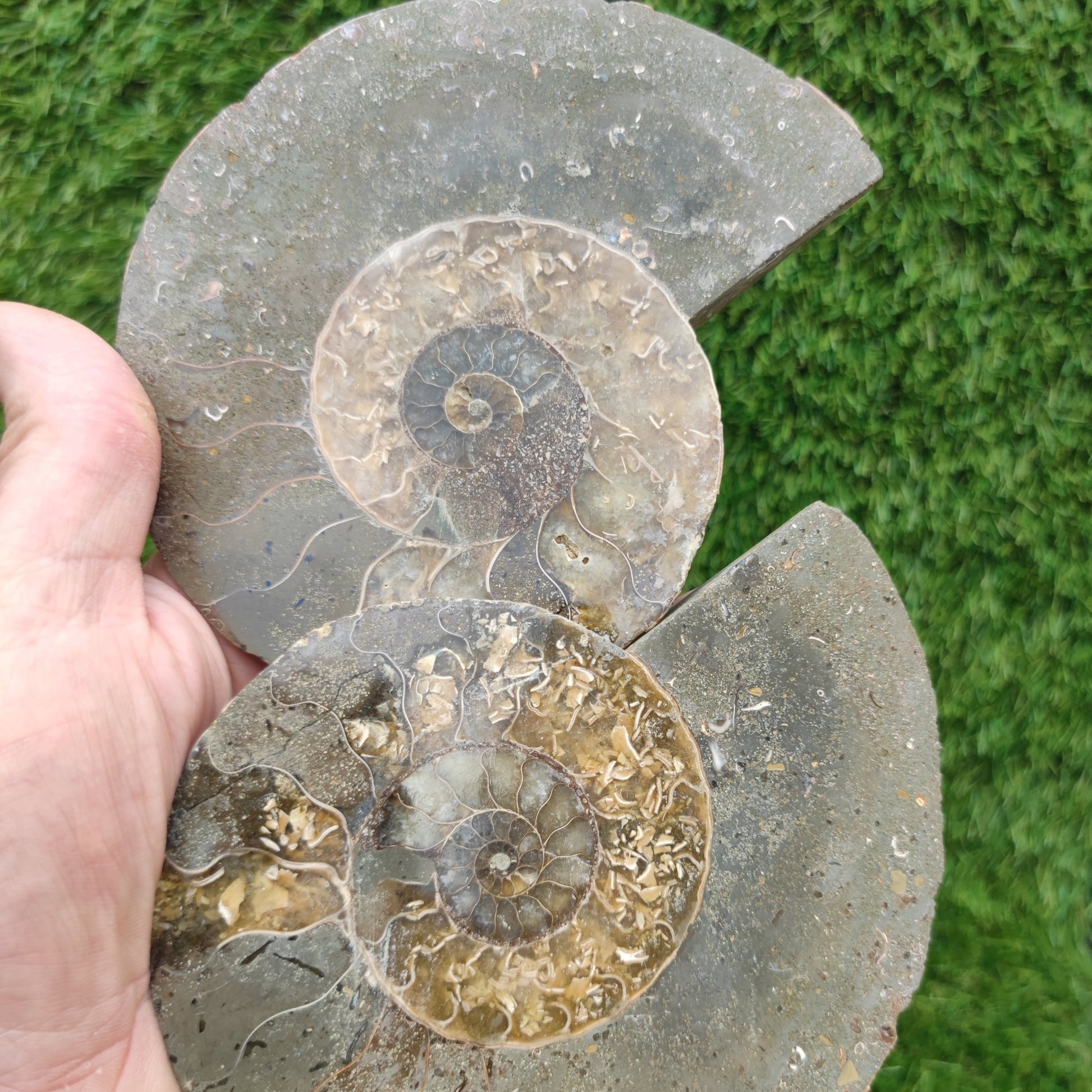Polished ammonite fossil North Yorkshire Fossils - North Yorkshire Fossils